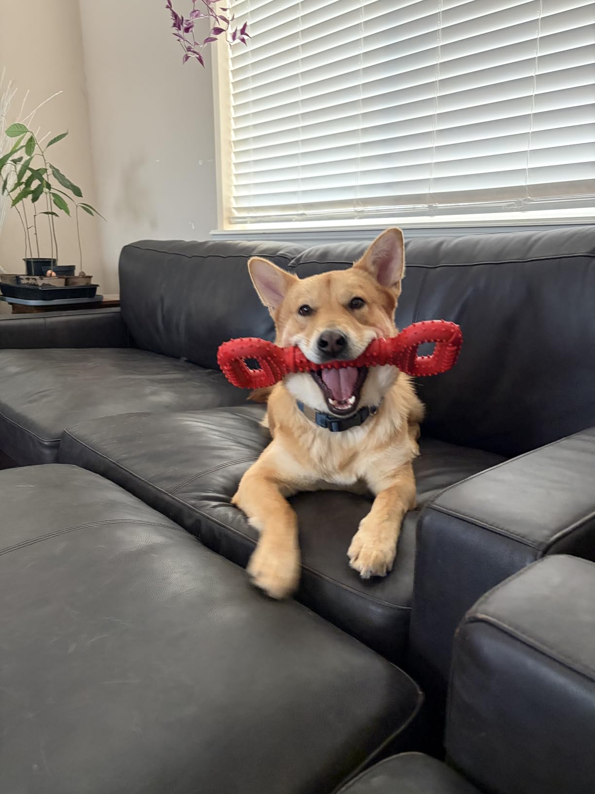 Feeko Dog Toys for Aggressive Chewers Large Breed, 15 inch Interactive Long Lasting Dogs Toy with Convex Design Natural Rubber Tug-of-war Toy for Medium Large Tooth Clean(Red) customer photo 2
