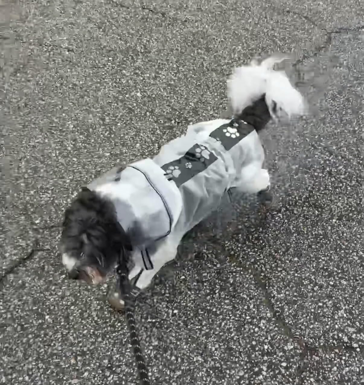 Olsa Dog Raincoat, Dog Hooded Slicker Poncho, 4 Legs Rain Jacket with Reflective Stripe, Transparent Water Proof Resistant Rain Snow Clothes for Small Medium Large customer photo 1