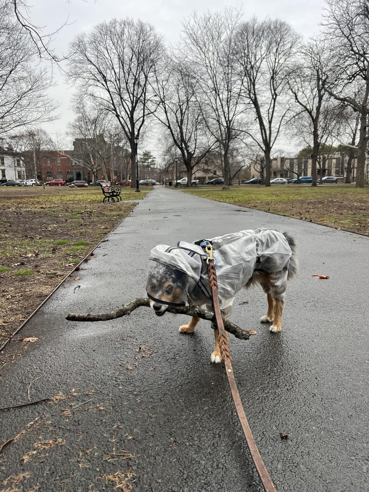 Olsa Dog Raincoat, Dog Hooded Slicker Poncho, 4 Legs Rain Jacket with Reflective Stripe, Transparent Water Proof Resistant Rain Snow Clothes for Small Medium Large customer photo 2