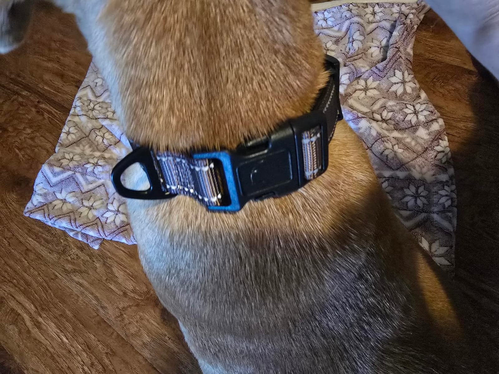 Joytale Reflective Dog Collar, Adjustable Neoprene Padded, Khaki L customer photo 2