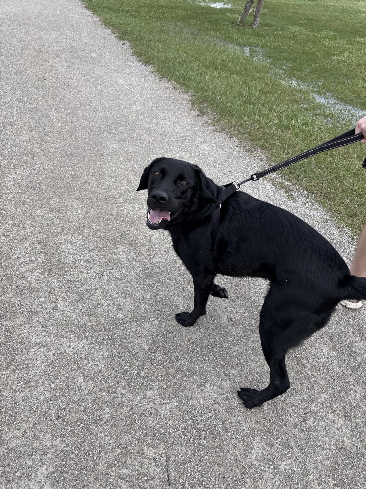 Heavy Duty Dog Leash - 2 Handles by Padded Traffic Handle for Extra Control, 6foot Long - Perfect for Medium to Large Dogs (6 ft, Black) customer photo 2