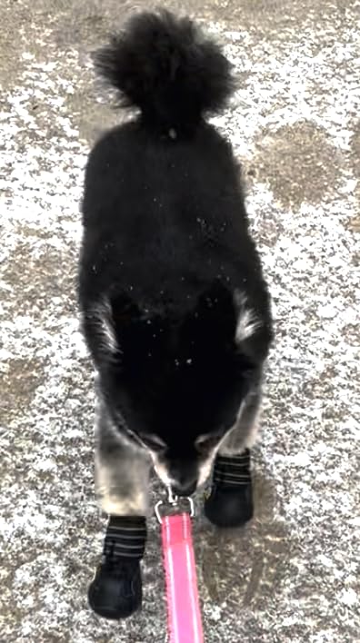 XSY&G Dog Shoes for Hot Pavement, Dog Snow Booties for Medium to Large Dogs customer photo 2