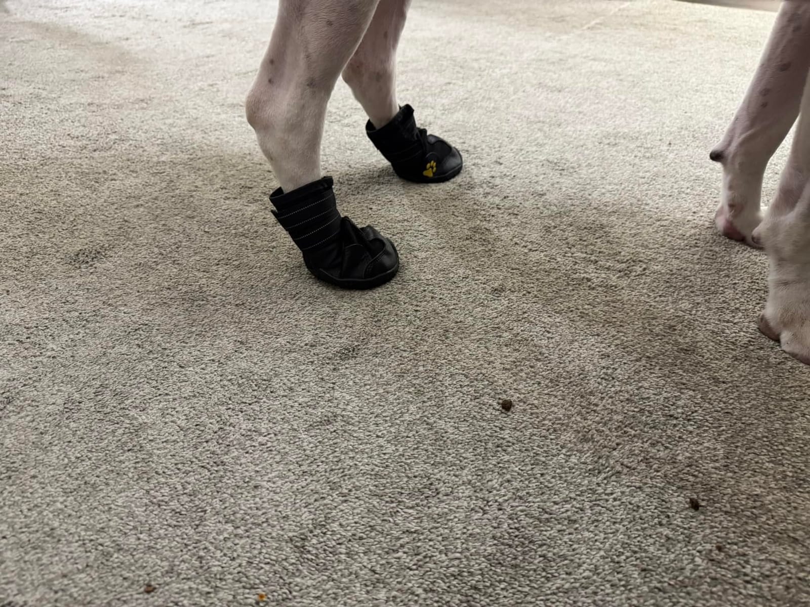 XSY&G Dog Shoes for Hot Pavement, Dog Snow Booties for Medium to Large Dogs customer photo 2