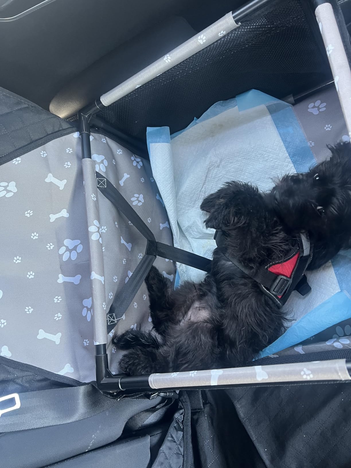 GENORTH Dog Car Seats for Small and Medium Dogs,Portable Puppy/Pet Car Booster Seat with Clip-On Leash and Mesh Window for Pet Up to 20 lbs customer photo 2
