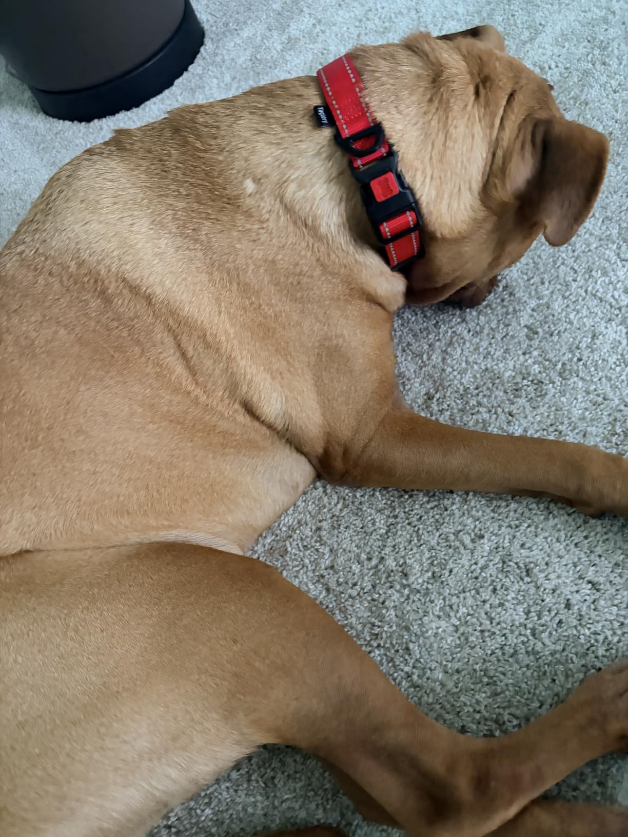 Taglory Reflective Dog Collar for Medium Dogs, Soft and Safe for Daily Walk customer photo 1