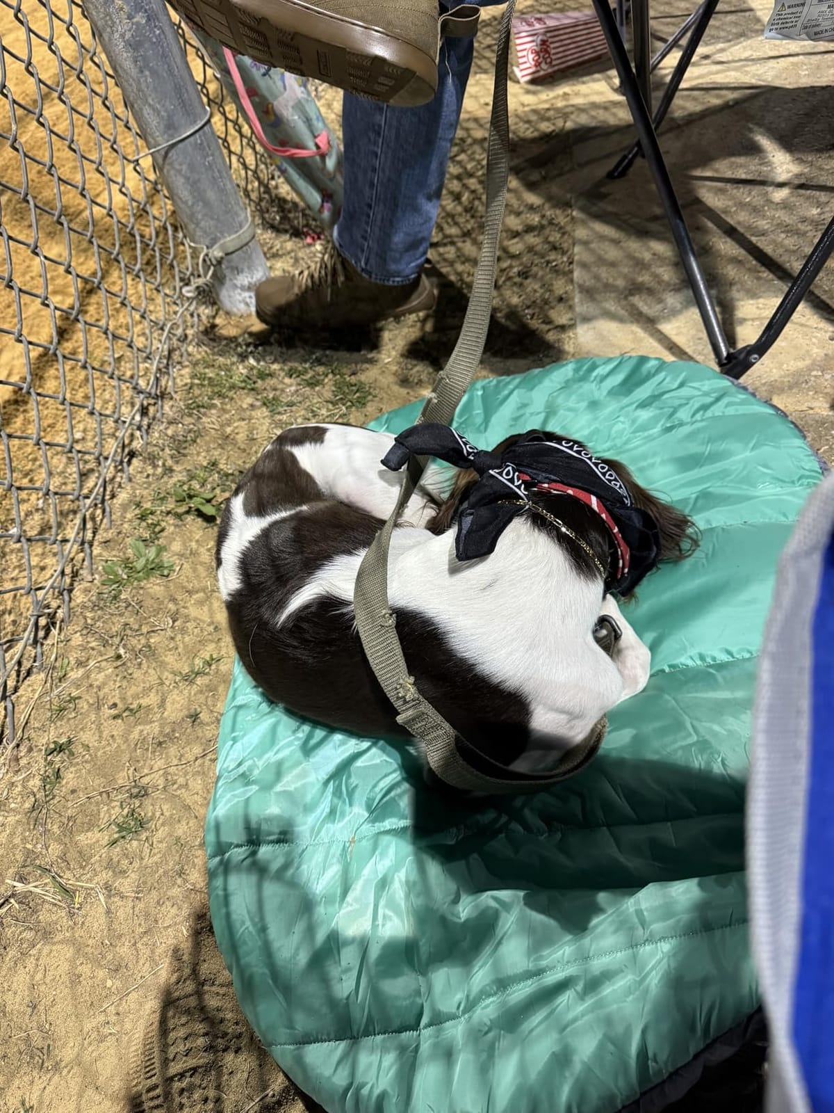 Furhaven Outdoor Travel Dog Bed for Small Dogs w/ Carry Bag, Washable & Foldable, Great for Crates & Kennels - Trail Pup Travel Pillow Mat w/ Stuff Sack Bag - Flame Red/True Blue, Small customer photo 1