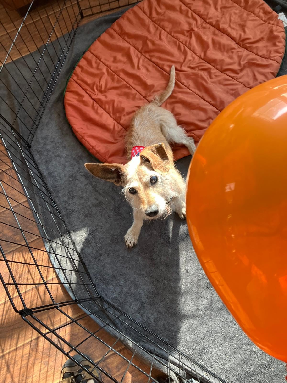 Furhaven Outdoor Travel Dog Bed for Small Dogs w/ Carry Bag, Washable & Foldable, Great for Crates & Kennels - Trail Pup Travel Pillow Mat w/ Stuff Sack Bag - Flame Red/True Blue, Small customer photo 2