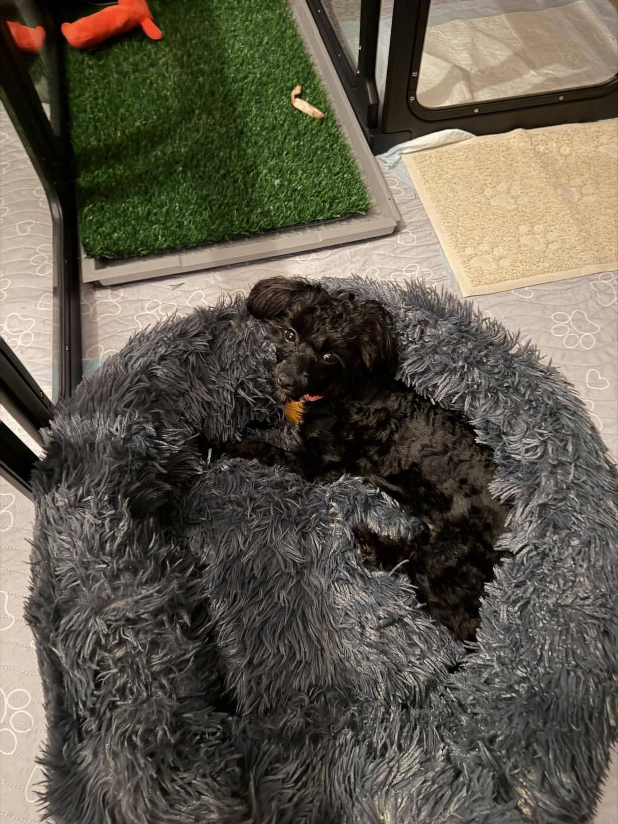 nononfish Soft Dog Bed for Small Dogs,Cozy Calming Donut Pet Bed customer photo 2