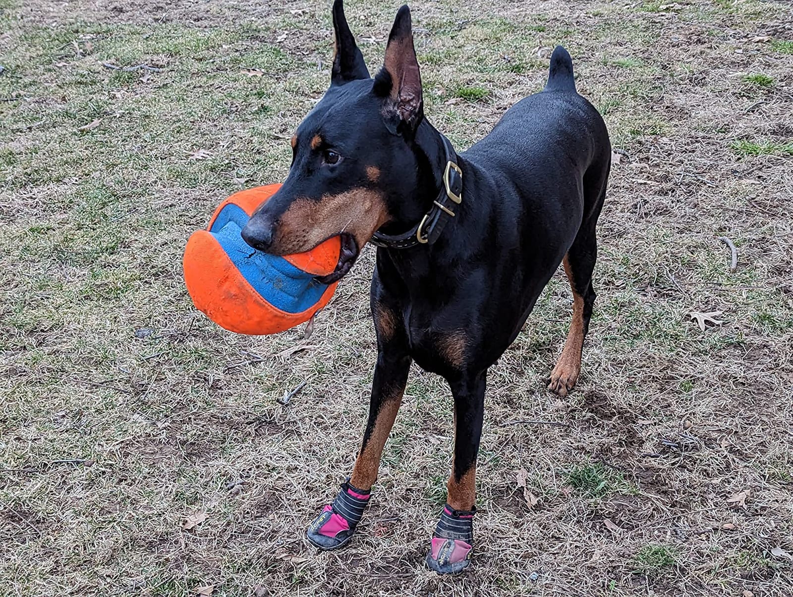Dog Boots for Large Medium Small Dogs, Water-Resistant Dog Shoes customer photo 2