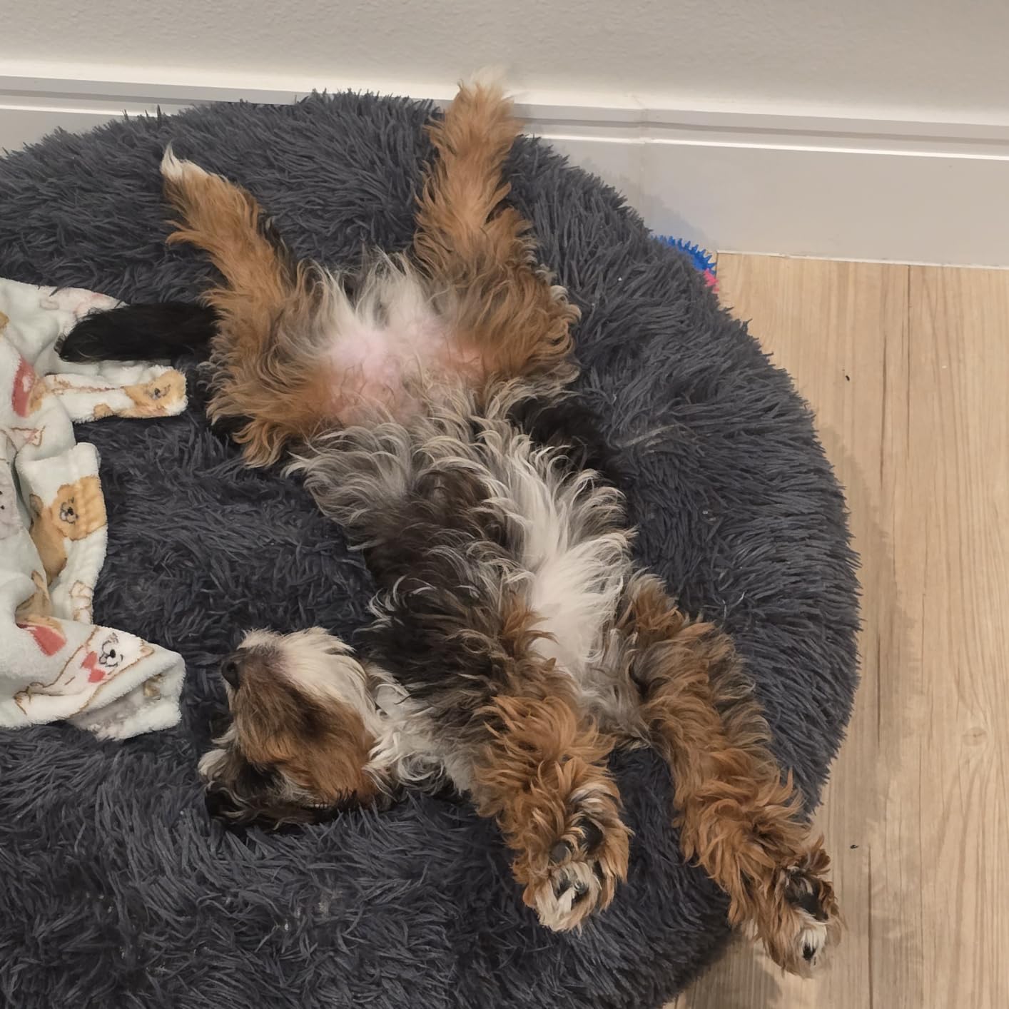 Small Calming Dogs Bed for Small Dogs Anti-Anxiety Machine Washable Fluffy Luxury Anti-Slip Waterproof Mute Base Warming Cozy Soft Pet Puppy Round Bed customer photo 1