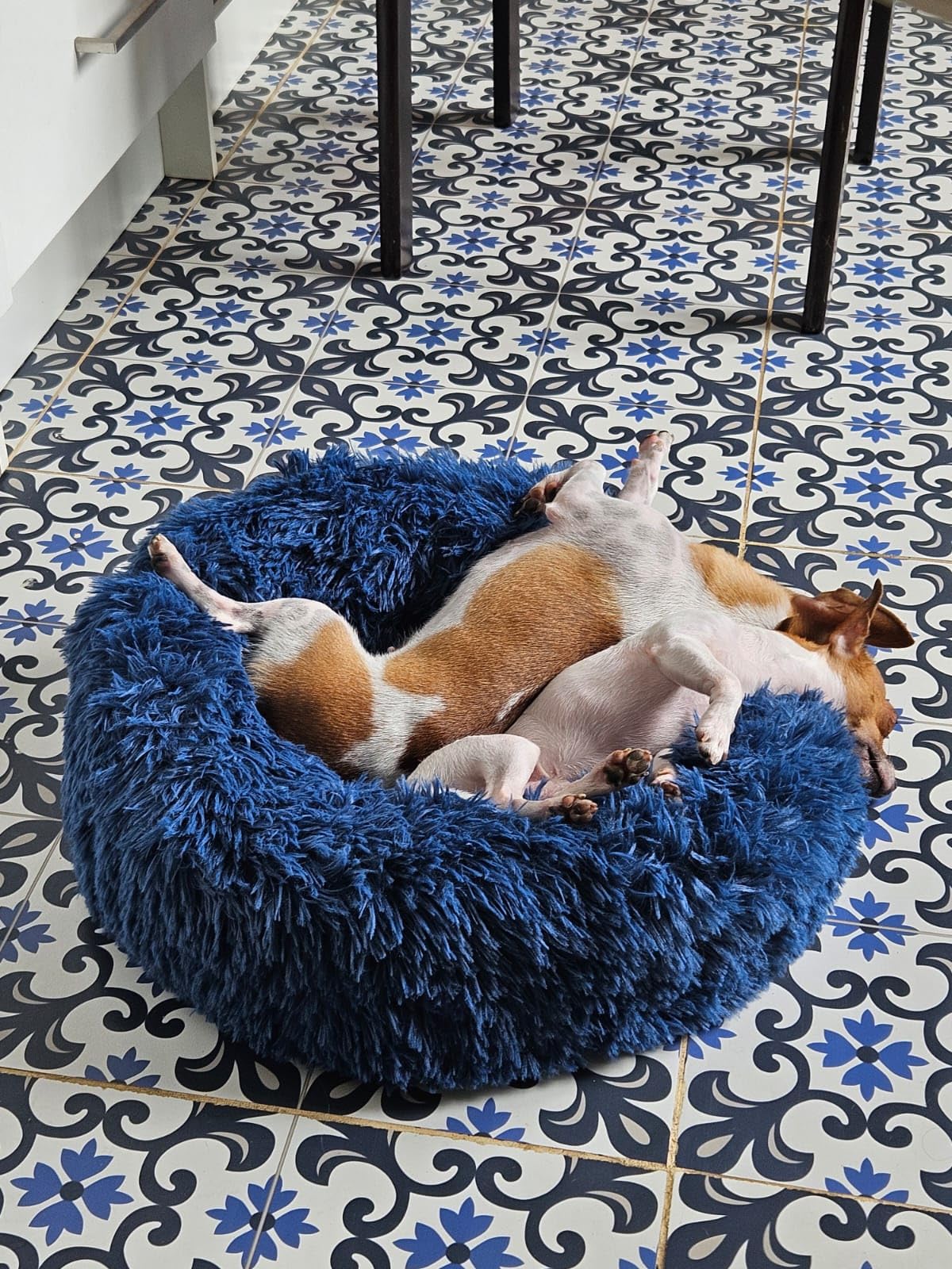 Small Calming Dogs Bed for Small Dogs Anti-Anxiety Machine Washable Fluffy Luxury Anti-Slip Waterproof Mute Base Warming Cozy Soft Pet Puppy Round Bed customer photo 2