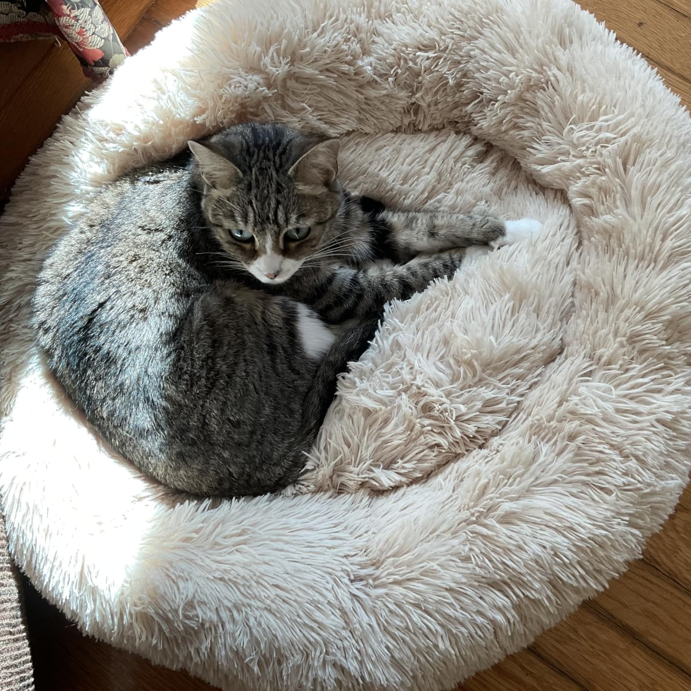 Plush Calming Donut Dog Bed for Small to Medium Dogs, 28 Inch Round Pet Bed customer photo 2