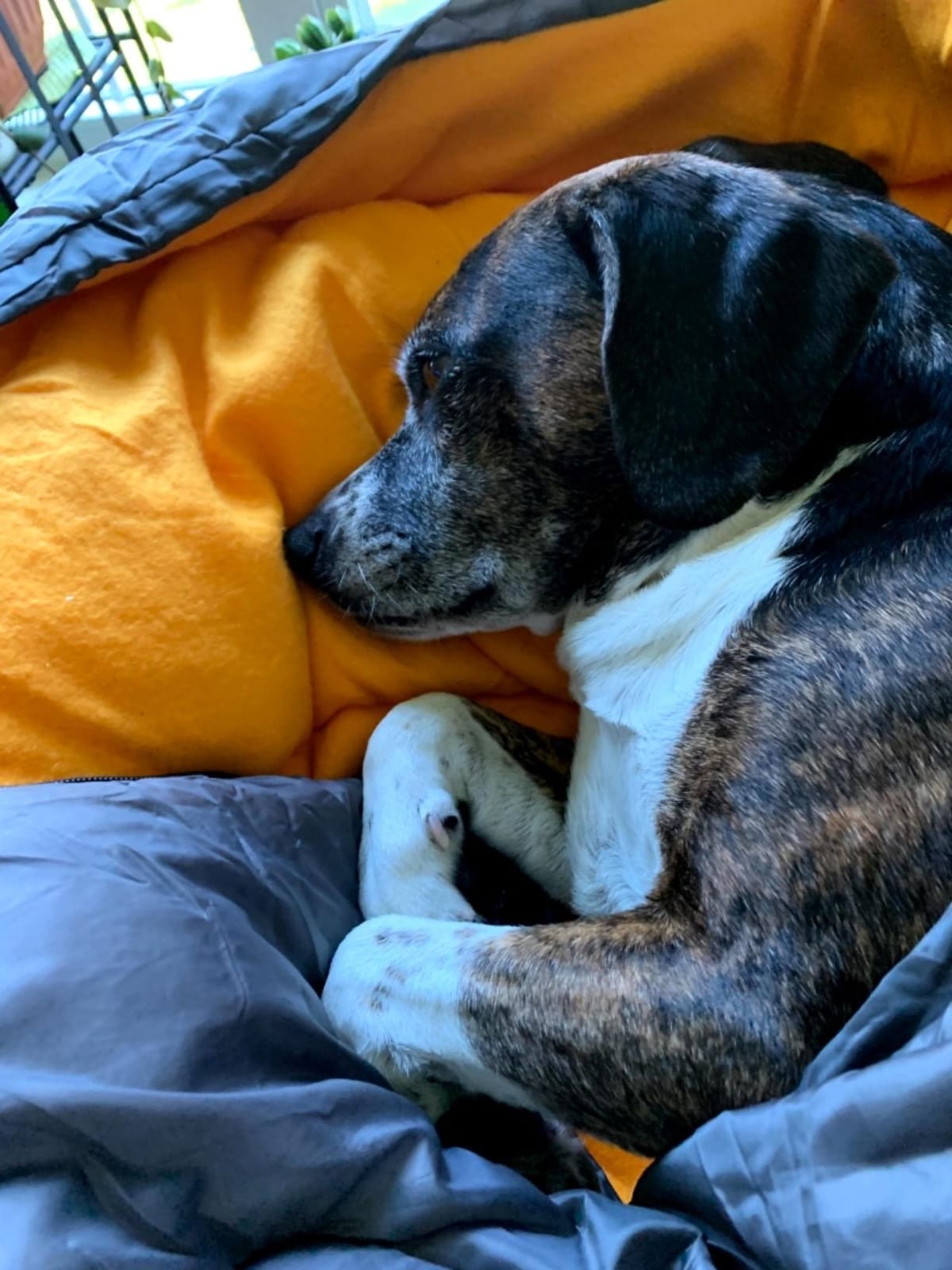 Dog Sleeping Bag Waterproof Warm Packable Dog Bed with Storage Bag for Indoor Outdoor Travel Camping Hiking Backpacking (43''Lx27''W) customer photo 1
