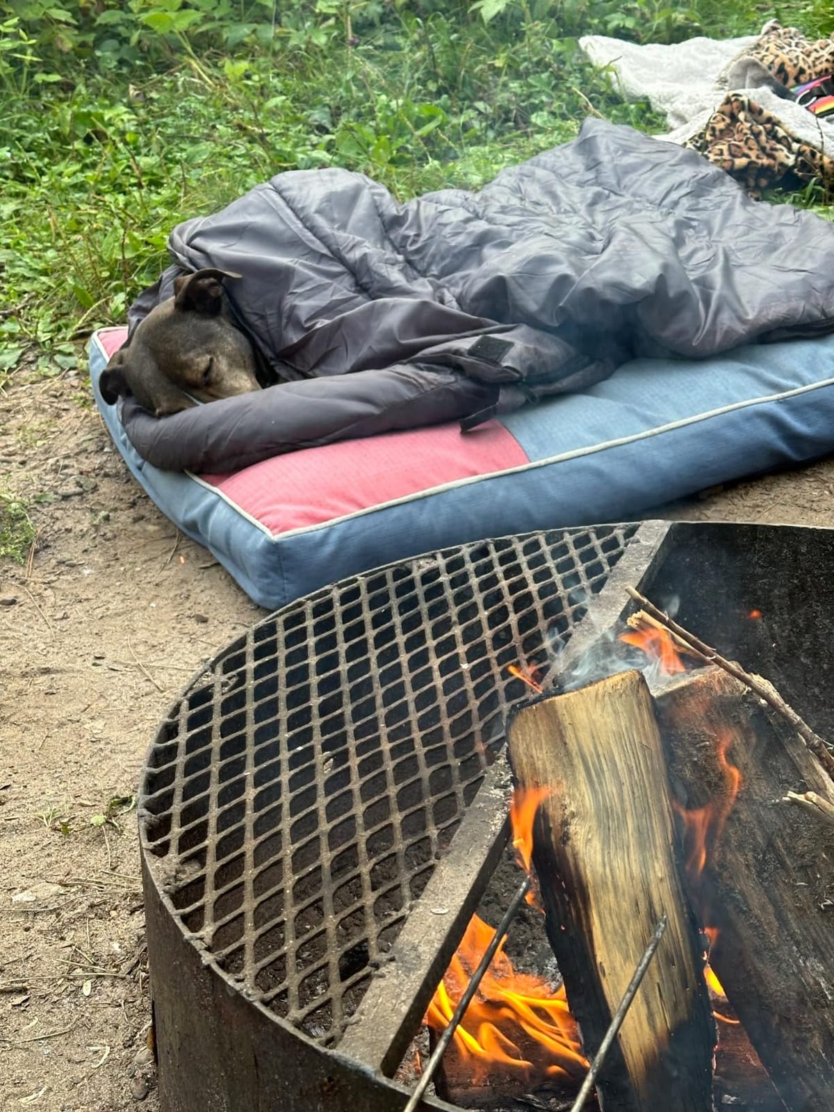Dog Sleeping Bag Waterproof Warm Packable Dog Bed with Storage Bag for Indoor Outdoor Travel Camping Hiking Backpacking (43''Lx27''W) customer photo 2