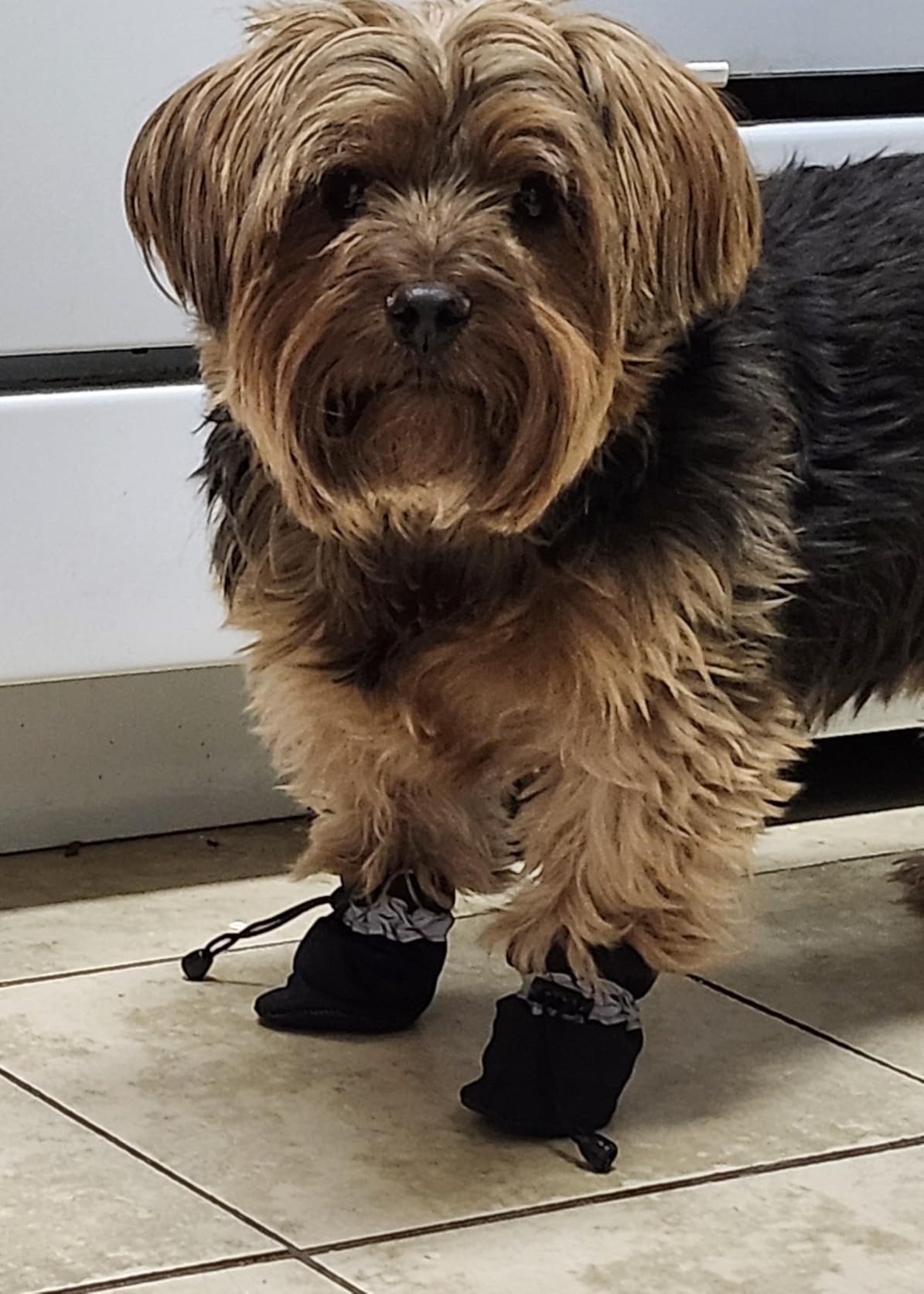 YAODHAOD Dog Shoes for Winter, Dog Snow Boots & Paw Protectors customer photo 1