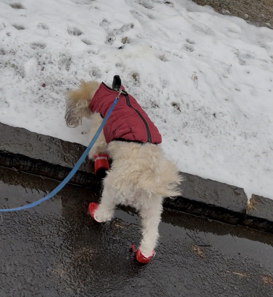 YAODHAOD Dog Shoes for Winter, Dog Snow Boots & Paw Protectors Black 5 customer photo 1