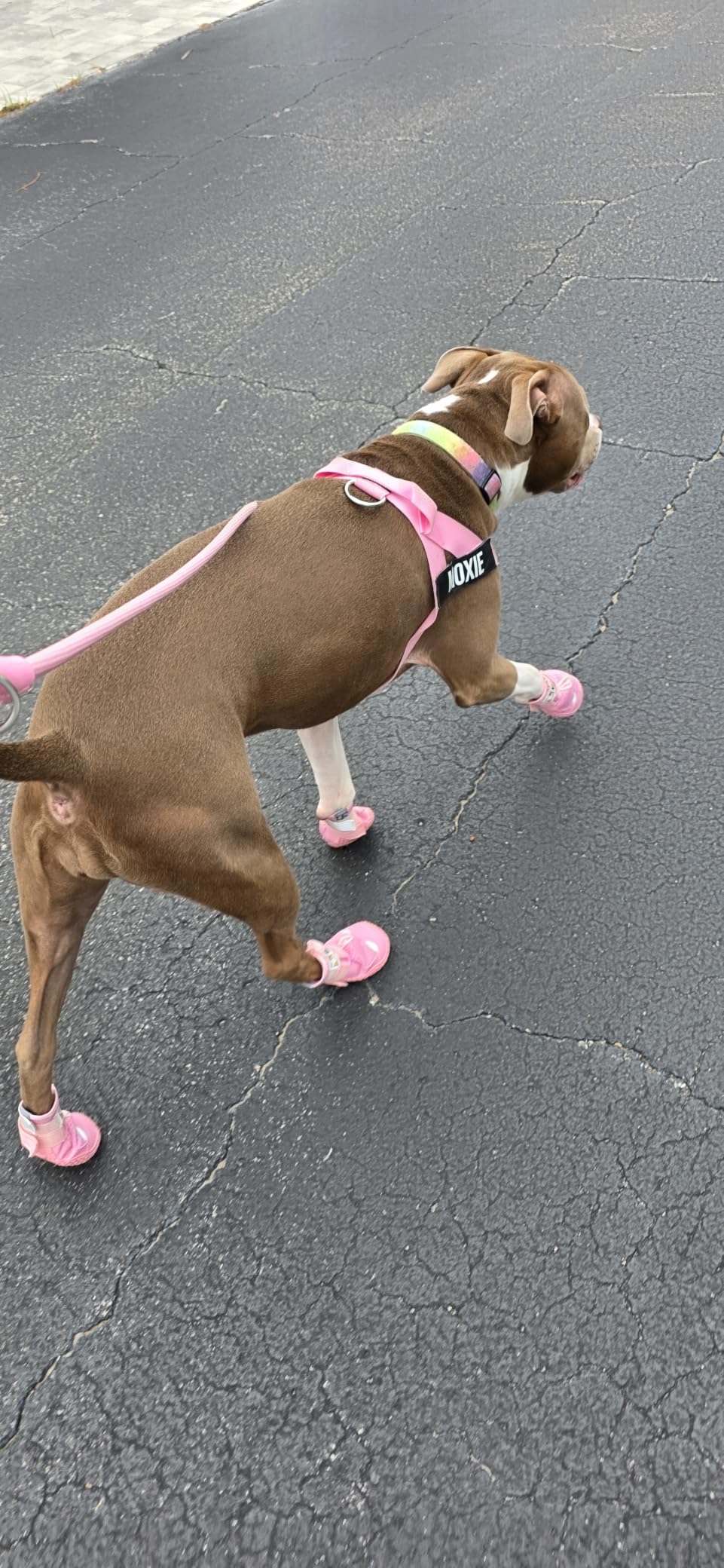 Hcpet Dog Shoes for Dogs, Dog Booties for Dogs, Anti-Slip Dog Boots & Paw Protectors for Hot Pavement Winter Snow Hiking with Reflective Straps Black Size 4, 4PCS customer photo 2