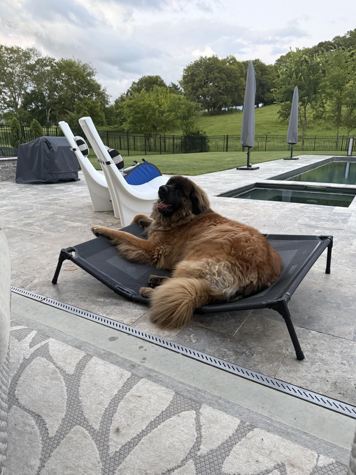 suddus Elevated Dog Bed for Large Dogs 120lb, Breathable Cooling Raised Dog Cot with Dual Support Bars & Metal Frame, No-Slip Feet, Waterproof Pet Bed for Indoor/Outdoor, X-Large, 48 * 36 * 9in, Grey customer photo 1