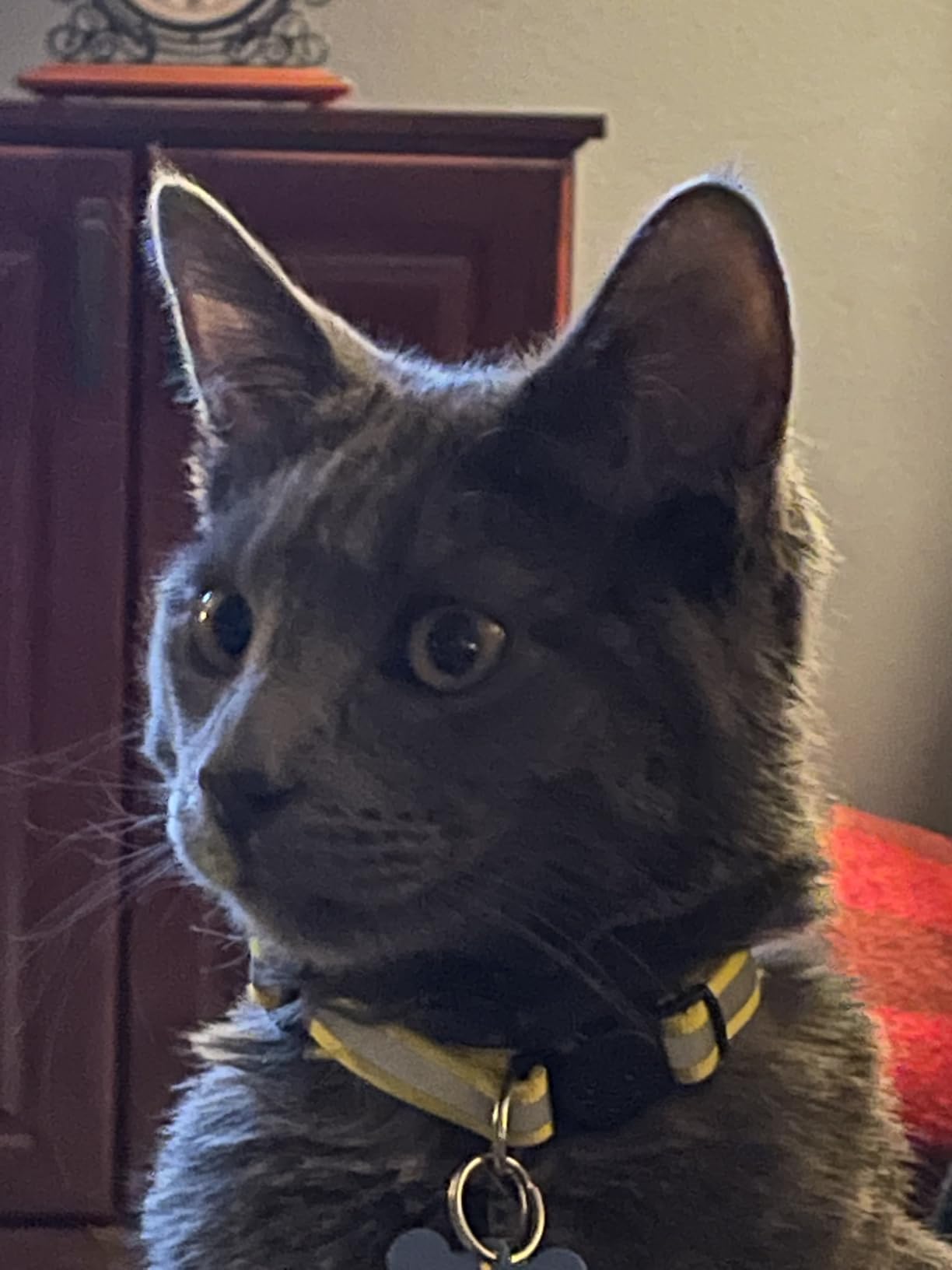 12 Pack Reflective-Breakaway Cat Collars with Bells,Safety Buckle Kitten Collar, with Name Tag, Adjustable,Ideal for Girl Cats Male Cats,Pet Supplies,Stuff,Accessories(12 Colors & 2 ID Tags) customer photo 1