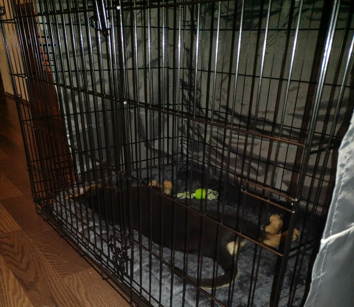 MidWest Homes for Pets Double Door 24-inch Dog Crate Kit, Bundle Includes a Two-Door Cage, Matching Gray Bed and Crate Cover, For Small Breeds customer photo 1