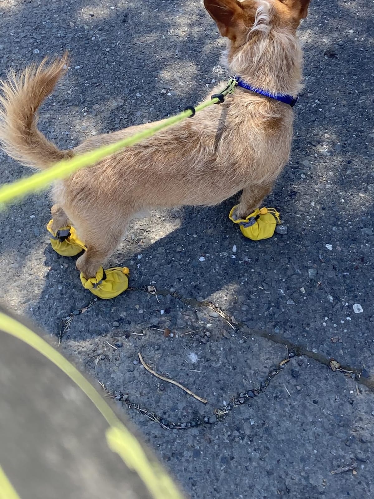 Dog Shoes Dog Boots & Paw Protector, Anti-Slip Sole Winter Dog Booties with Reflective Straps Dog for Small Medium Dogs 4PCS (Black, Size 3: 1.37