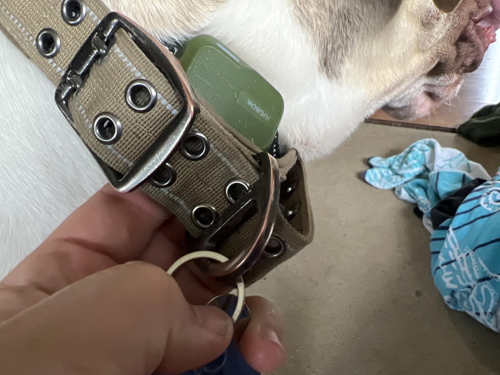 ADITYNA Heavy Duty Dog Collar for Large Dogs with Traffic Handle customer photo 2