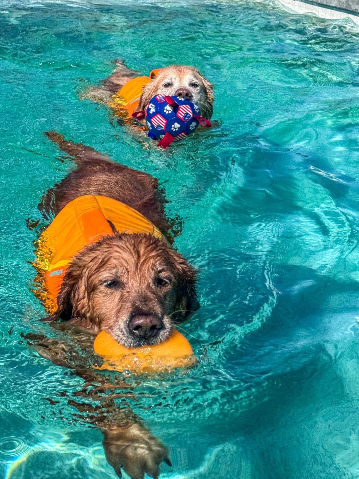 Ruffwear, Float Coat Dog Life Jacket, Premium Buoyancy Swim Vest with Lift Handle, Secure Fit & Reflective Trim, Adjustable Flotation for Swimming, Boating, & Outdoor Adventures, Wave Orange, Small customer photo 1