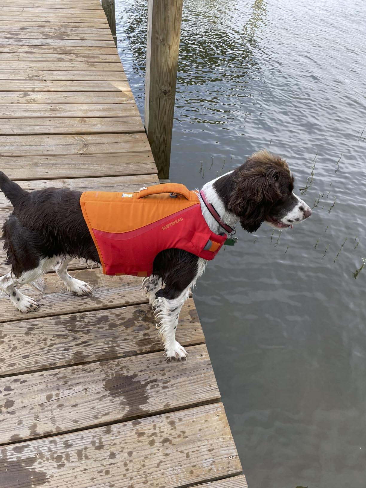 Ruffwear, Float Coat Dog Life Jacket, Premium Buoyancy Swim Vest with Lift Handle, Secure Fit & Reflective Trim, Adjustable Flotation for Swimming, Boating, & Outdoor Adventures, Wave Orange, Small customer photo 2