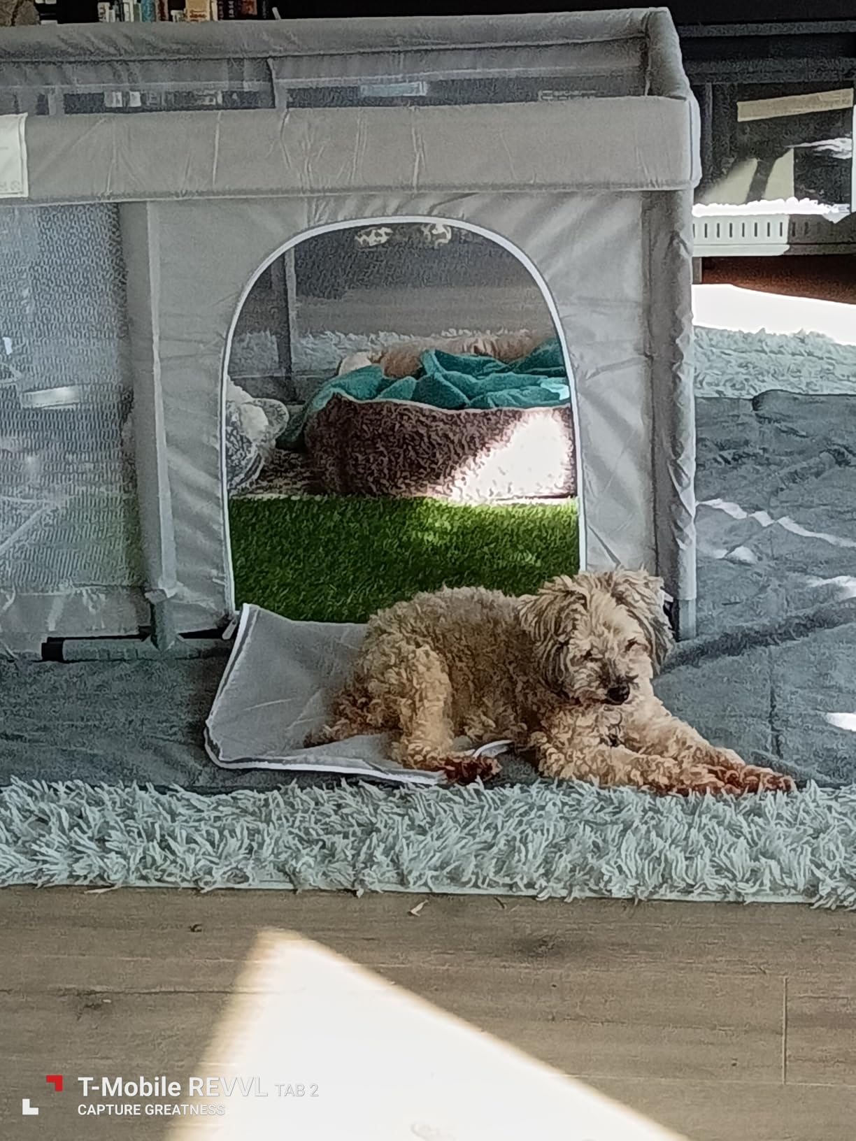 Washable Pee Pads for Dogs, Absorbent Extra Large Dog Mat, Non-Slip, 65x48 customer photo 1