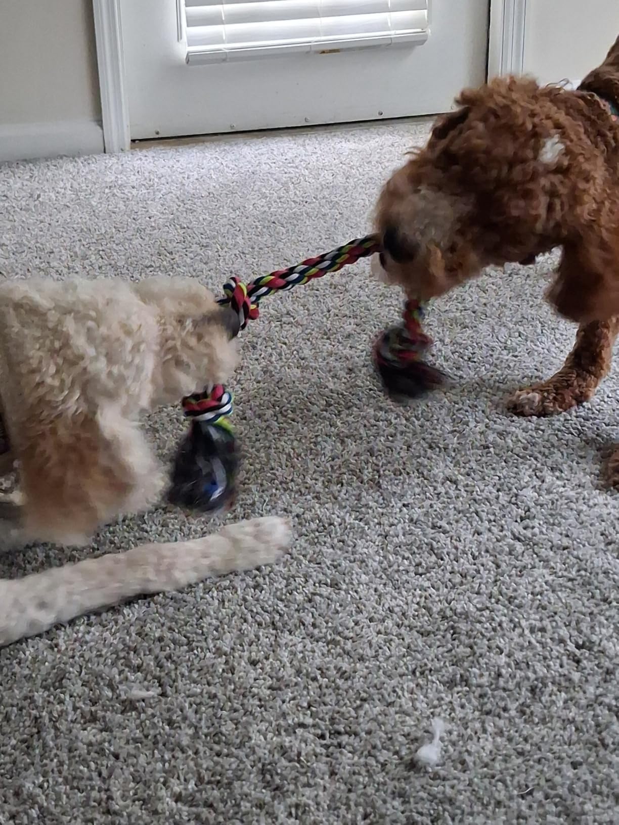 Feeko Heavy Duty Dog Rope Toys for Large Breed Aggressive Chewers, 2 Pack Indestructible Teeth Cleaning Tug of War Toy customer photo 1