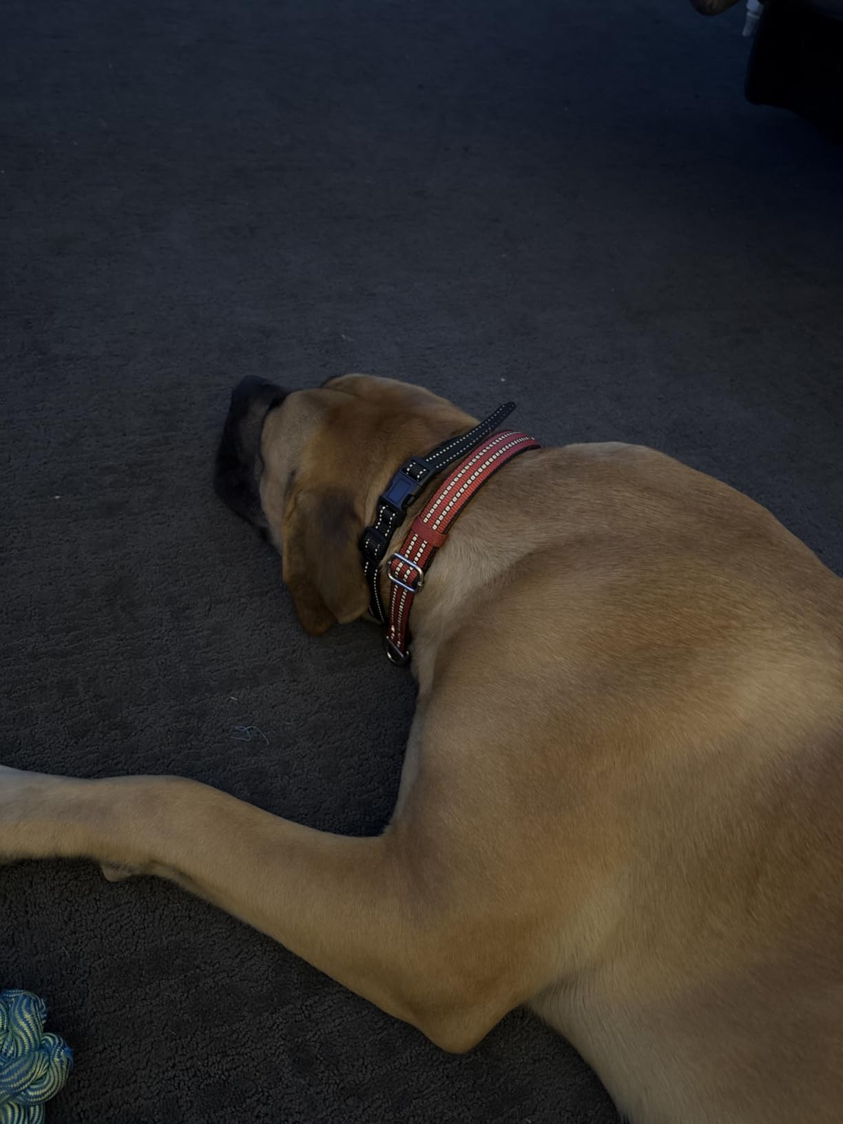 INVIROX Dog Training Collar with Remote, Shock Collar for Dogs 3300ft Range customer photo 2