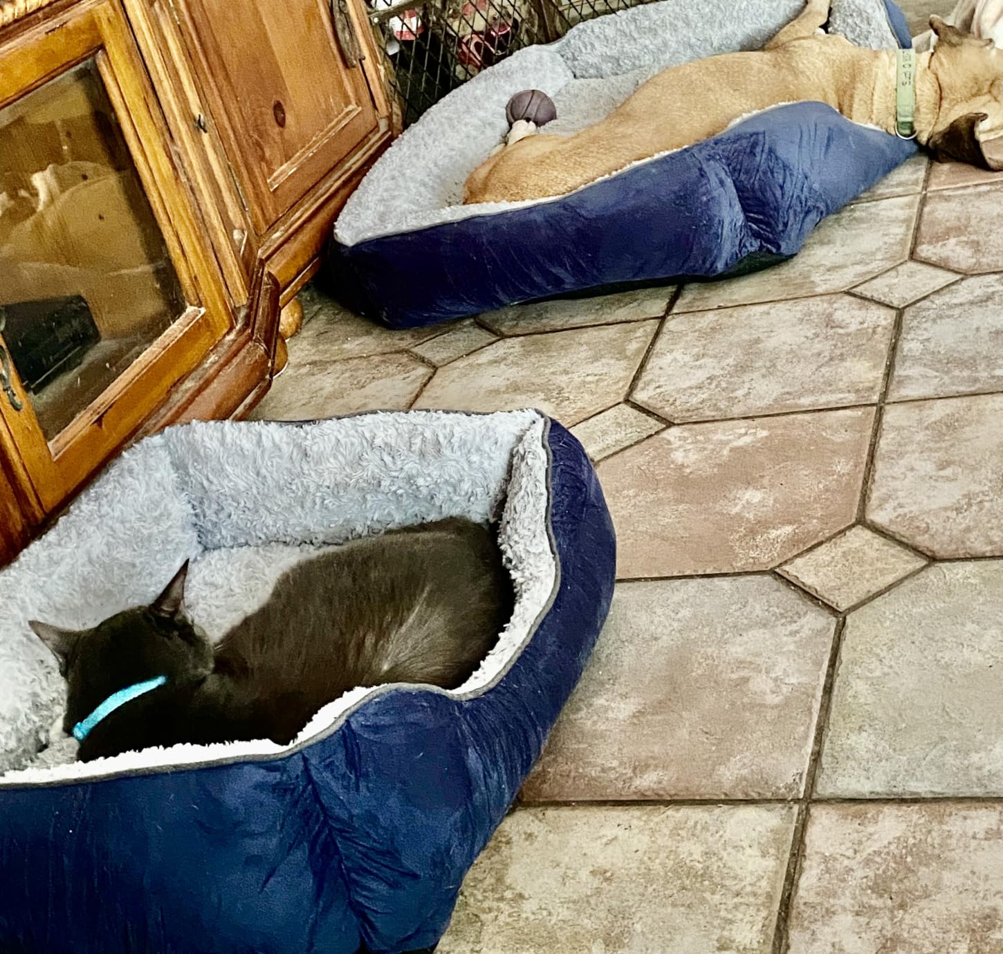 JOEJOY Rectangle Dog Bed for Large Medium Small Dogs Machine Washable Sleeping Dog Sofa Bed Non-Slip Bottom Breathable Soft Puppy Bed Durable Orthopedic Calming Pet Cuddler, Multiple Size, Beige customer photo 2