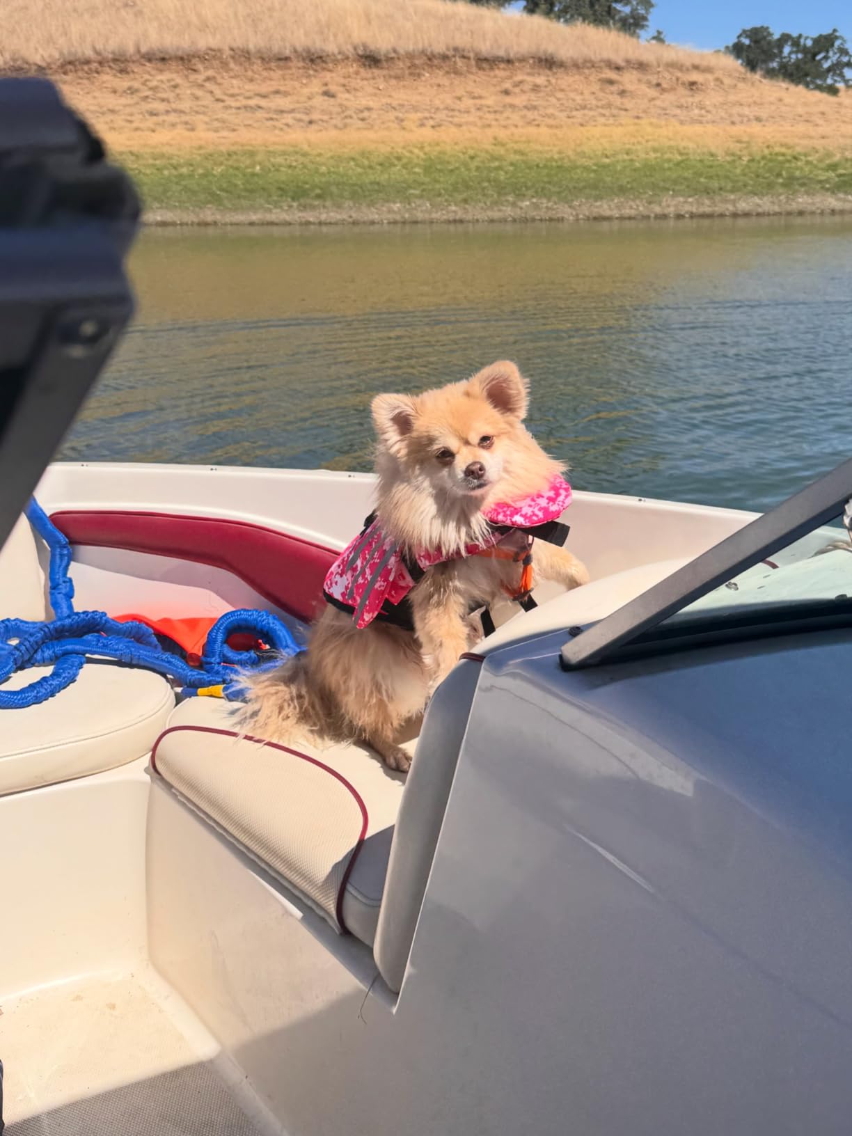 Petglad Dog Life Jacket, Cute Wings Adjustable Dog Life Vest with Chin Float and Handle for Swimming Boating Reflective High Buoyancy Swim Float Vest for Small Medium Large Dogs (Green, M) customer photo 1