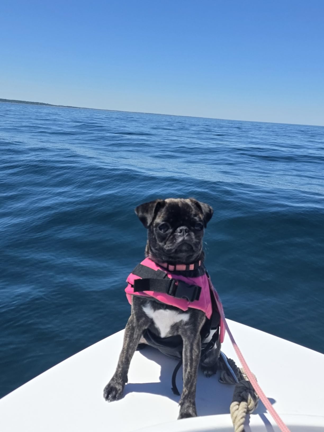 Petglad Dog Life Jacket, Cute Wings Adjustable Dog Life Vest with Chin Float and Handle for Swimming Boating Reflective High Buoyancy Swim Float Vest for Small Medium Large Dogs (Green, M) customer photo 2