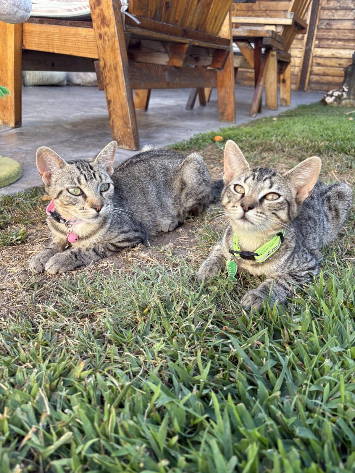 Yizepet Cat Collars with Bells, Breakaway Kitten Collar, Cute Kitty Collar, Pet Supplies Accessories customer photo 1