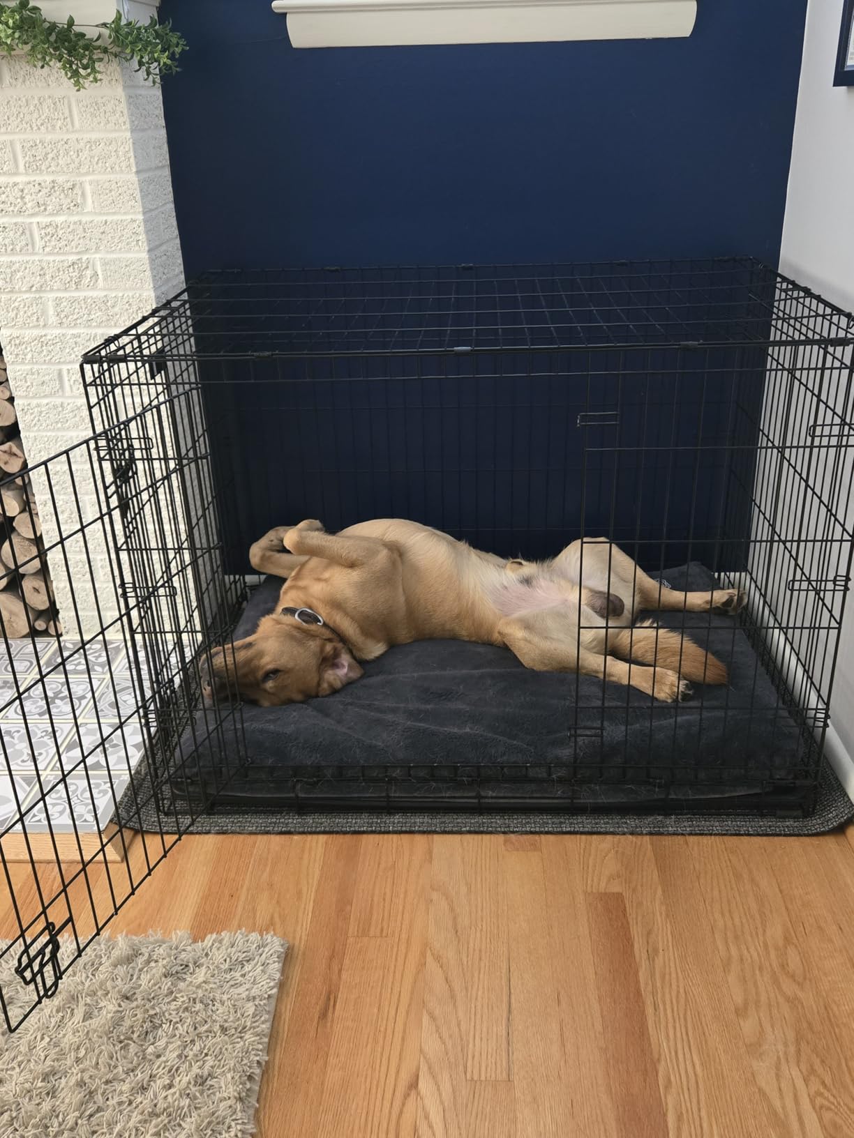 EMPSIGN Dog Bed Mat Crate Pad Mattress, Ultra Soft Pet Kennel, Grey, Large customer photo 2