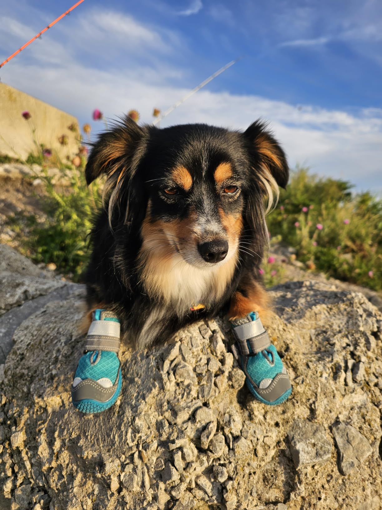 Dog Boots for Large Dogs, Medium Dog Boots & Paw Protectors for Hardwood Floors, Outdoor Dog Booties for Hot Pavement Winter Snow Hiking, Dog Shoes with Reflective Strips customer photo 1