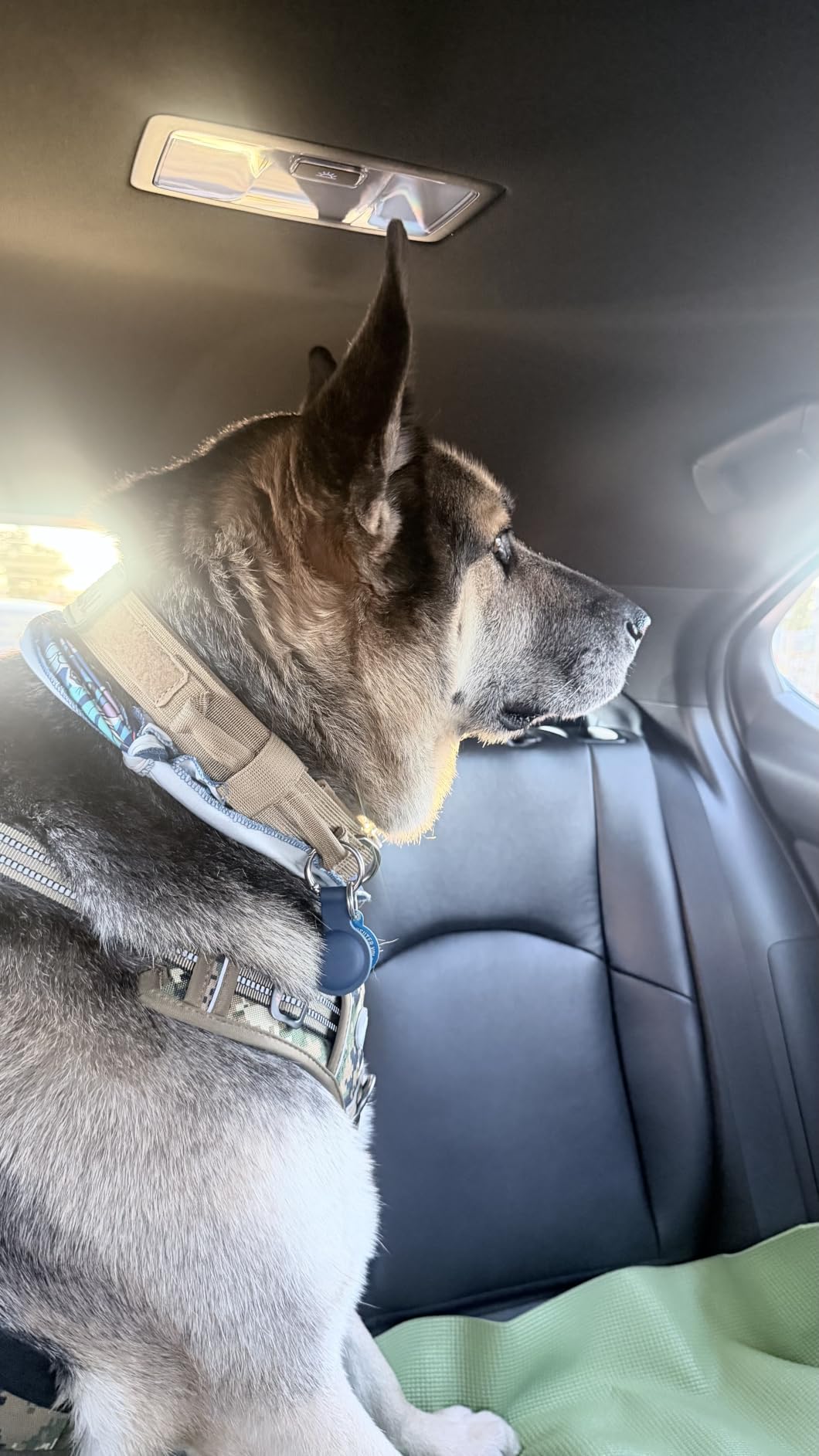 DAGANXI Tactical Dog Collar, Adjustable Military Training Nylon Dog Collar with Control Handle and Heavy Metal Buckle for Medium and Large Dogs, with Patches and Airtags Case (L, Black) customer photo 2