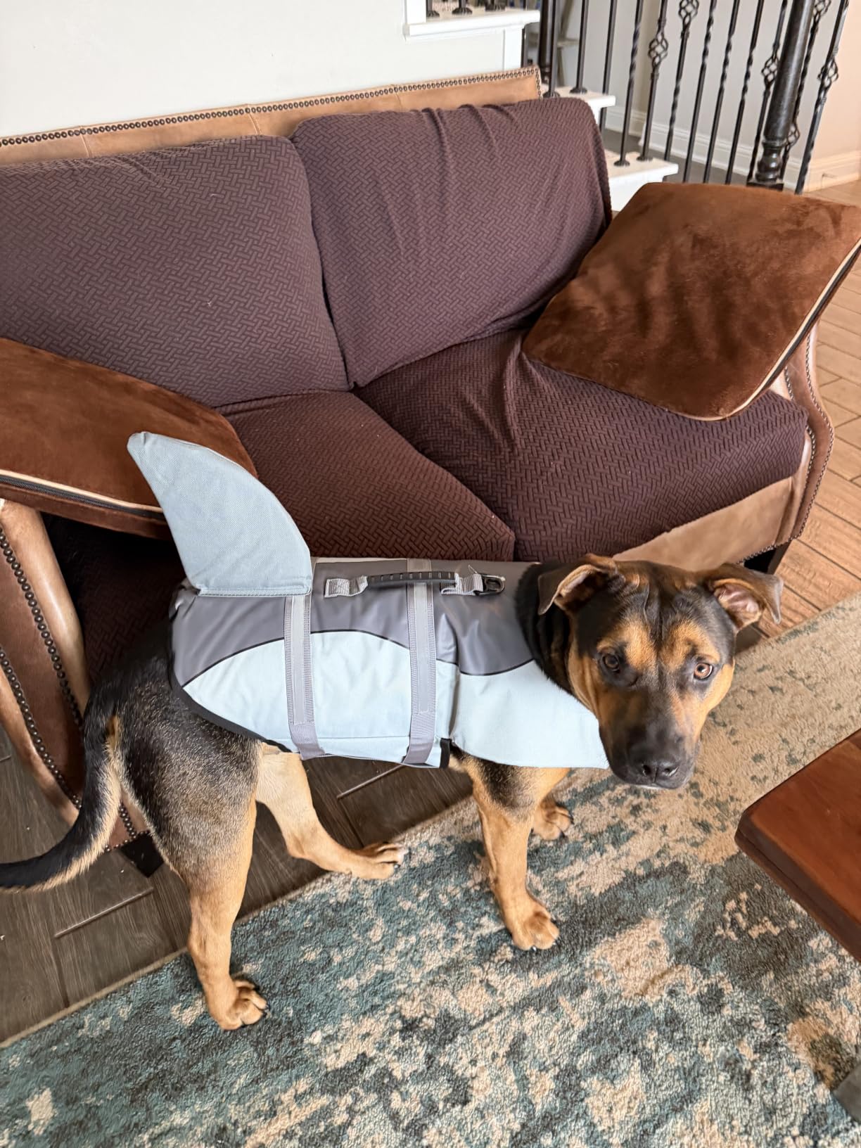 ASENKU Dog Life Jacket - Pet Safety Vest for Swimming & Boating, Shark Life Jacket with Floatation, Dog Lifesavers Swimsuits for Small Medium Large Dogs (Green, M) customer photo 1