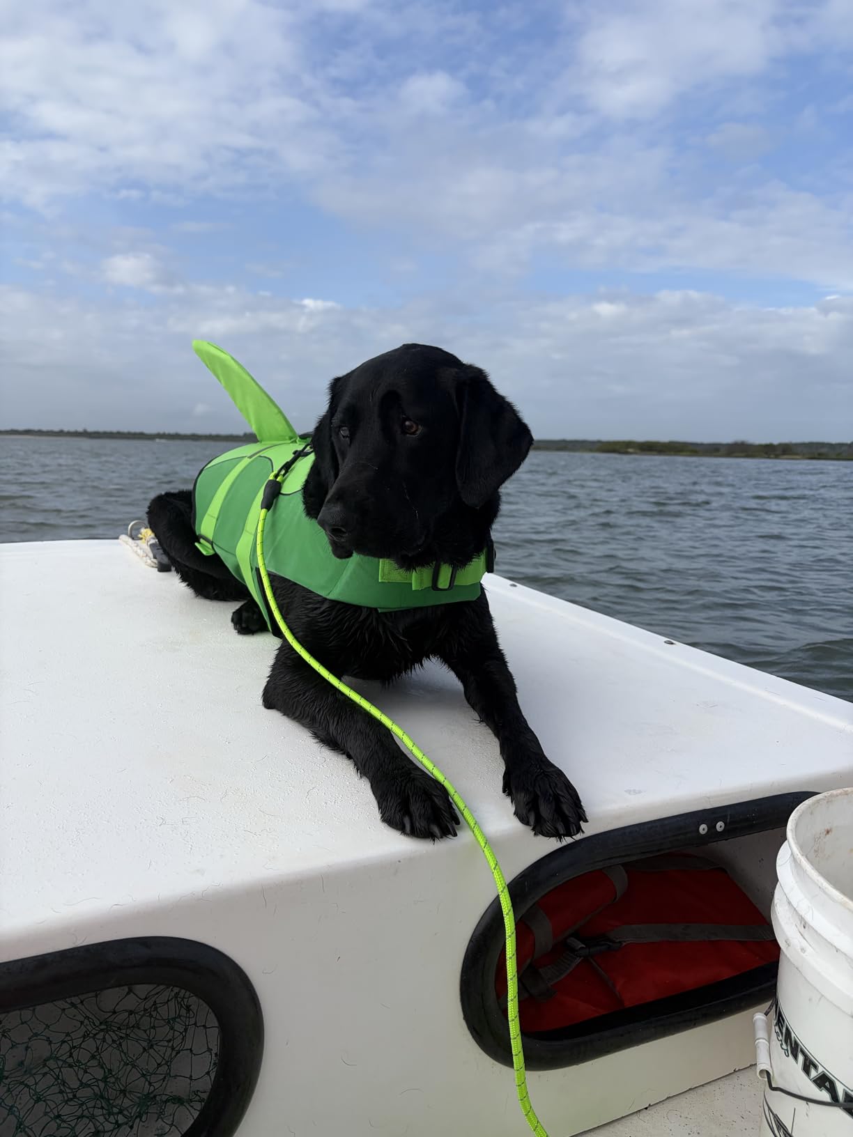 ASENKU Dog Life Jacket - Pet Safety Vest for Swimming & Boating, Shark Life Jacket with Floatation, Dog Lifesavers Swimsuits for Small Medium Large Dogs (Green, M) customer photo 2