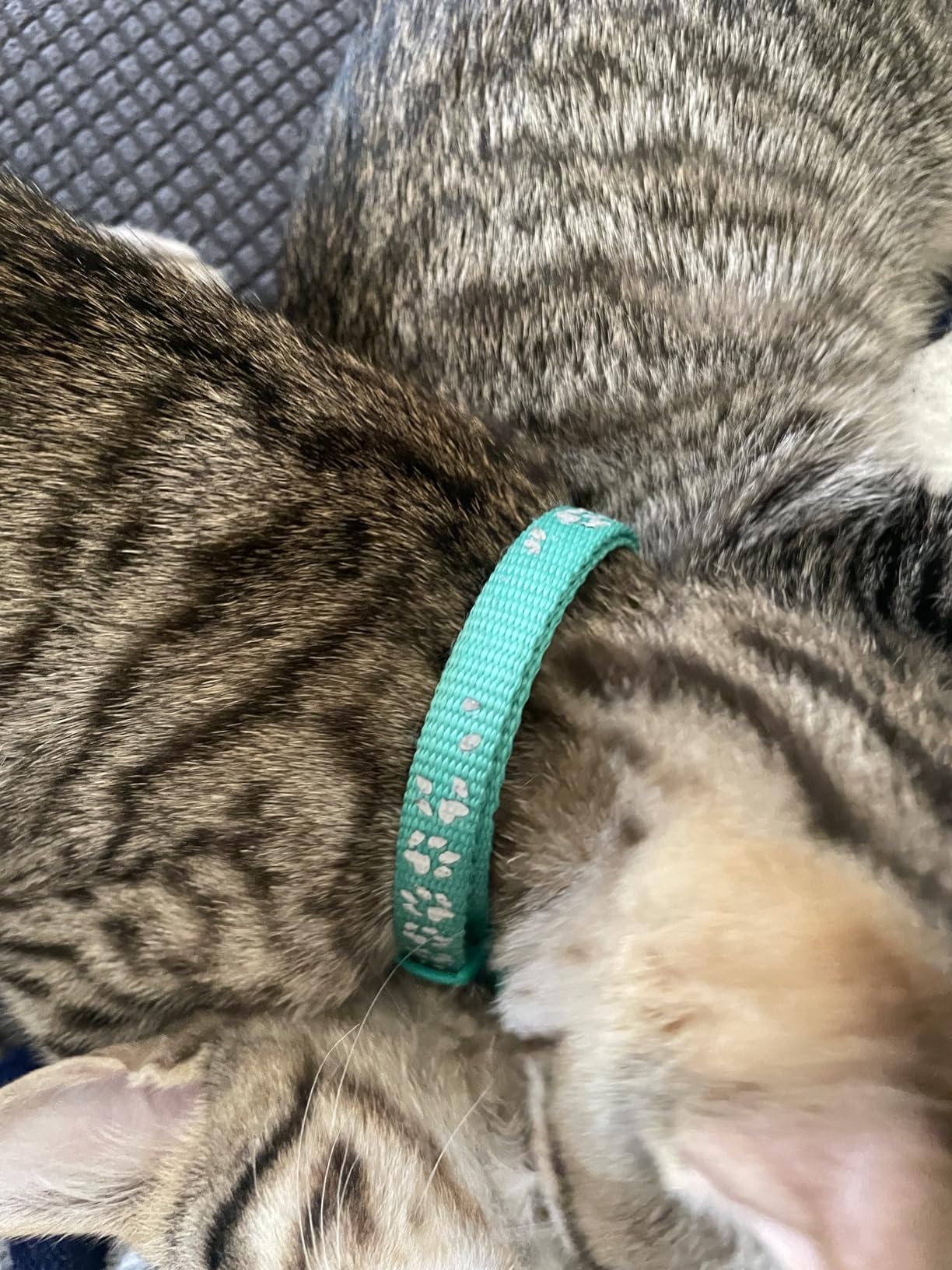 Taglory 2 Pack Reflective Breakaway Cat Collar with Bell, Turquoise customer photo 2