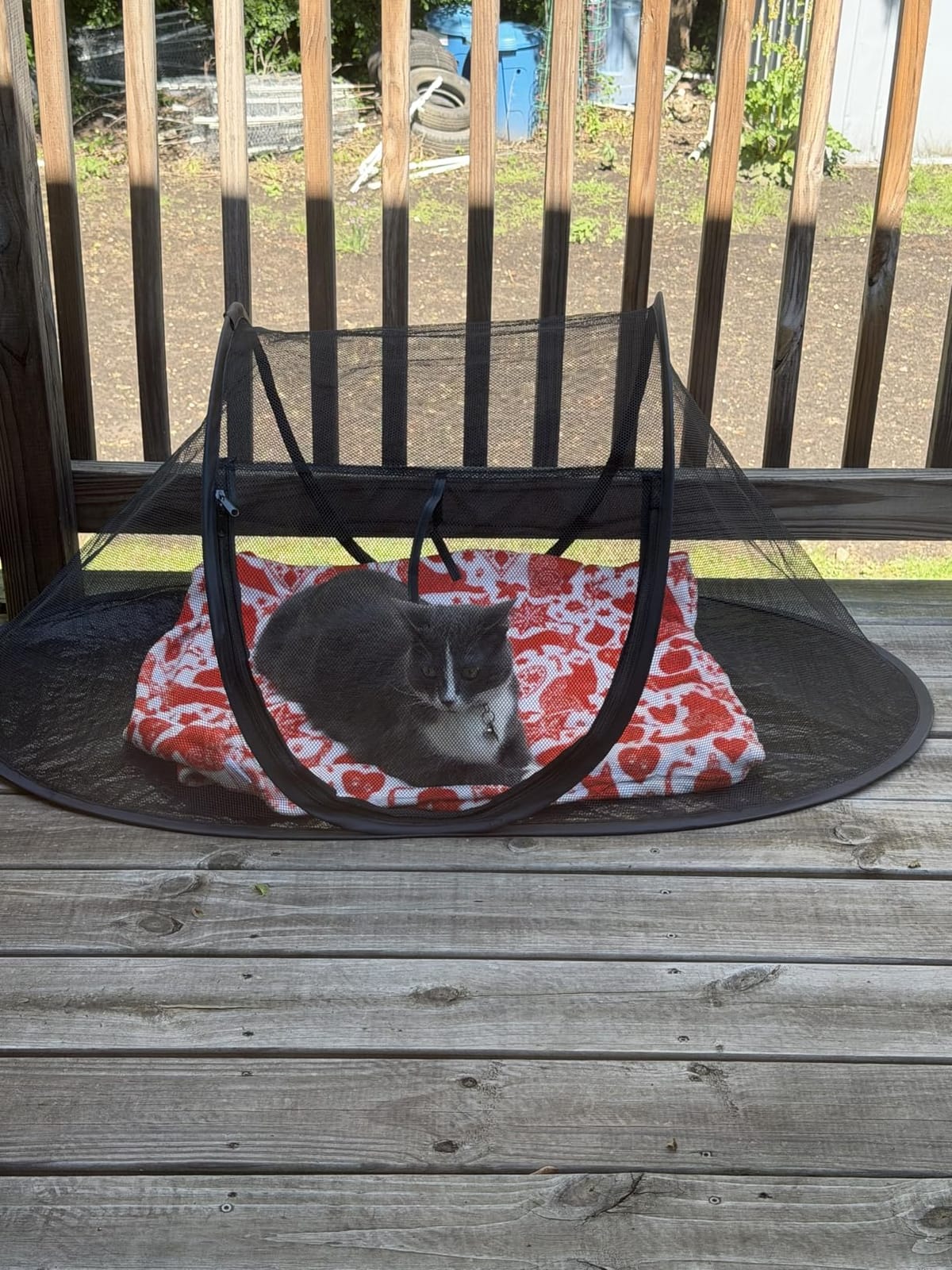 Cat Tent Outdoor, Pet Enclosure Tent Suitable for Cats and Small Animals, Indoor Playpen Portable Exercise Tent with Carry Bag（Black） customer photo 1
