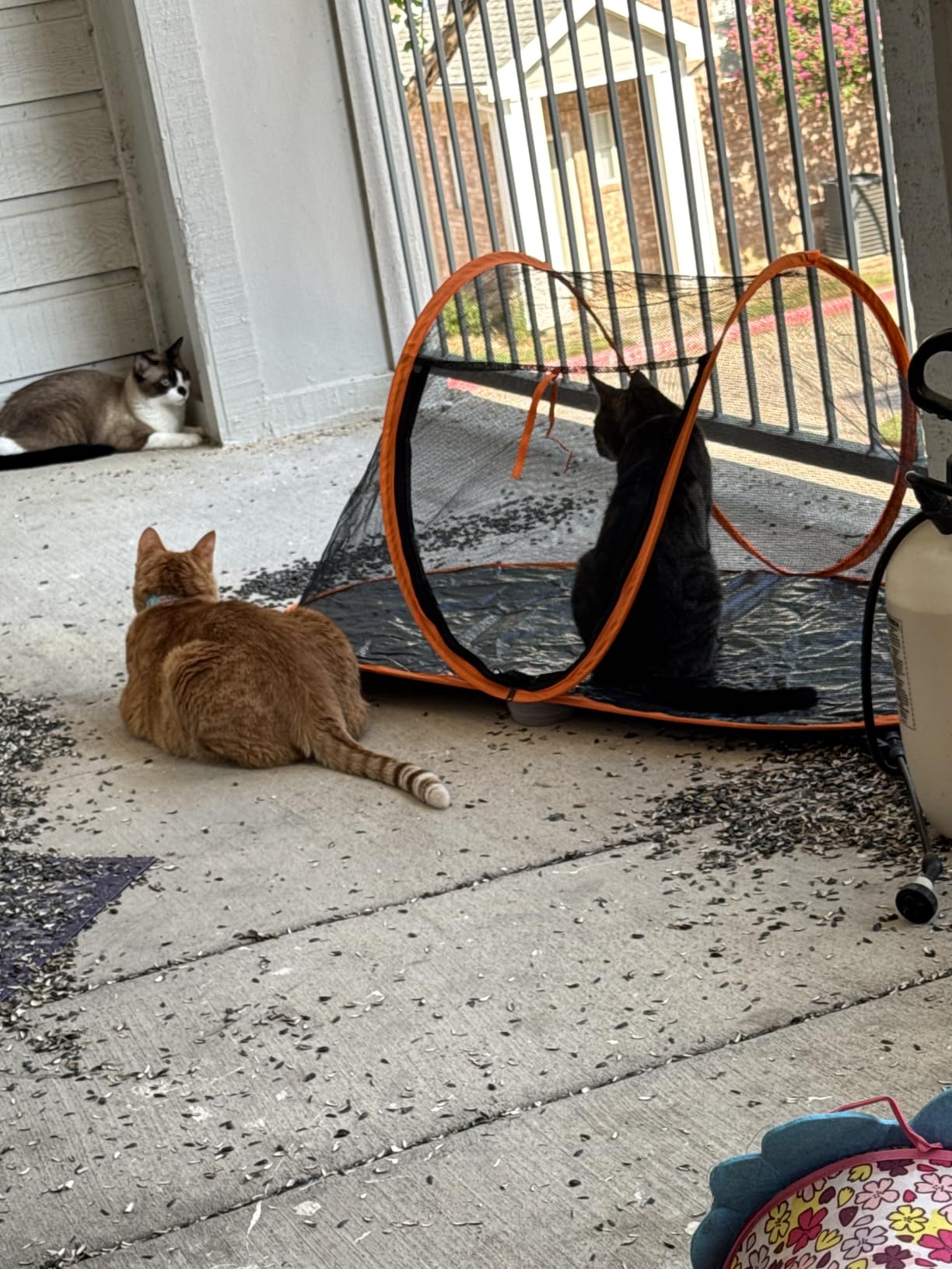 Cat Tent Outdoor, Pet Enclosure Tent Suitable for Cats and Small Animals, Indoor Playpen Portable Exercise Tent with Carry Bag（Black） customer photo 2