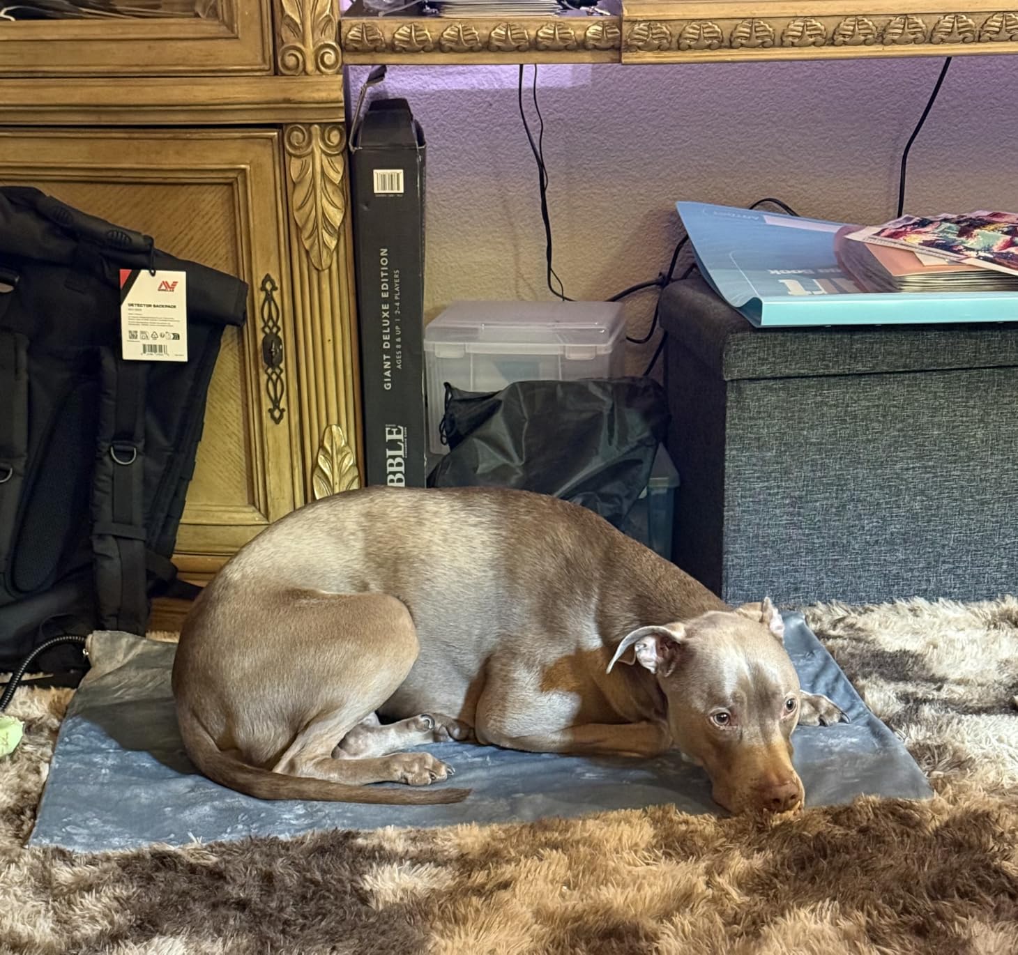 Toozey Large Pet Heating Pad, 6 Adjustable Temperature Dog Cat Heating Pad with Timer, Waterproof Heated Dog Bed with Chew Resistant Cord, Indoor Electric Pet Heated Mat 35x24in customer photo 2