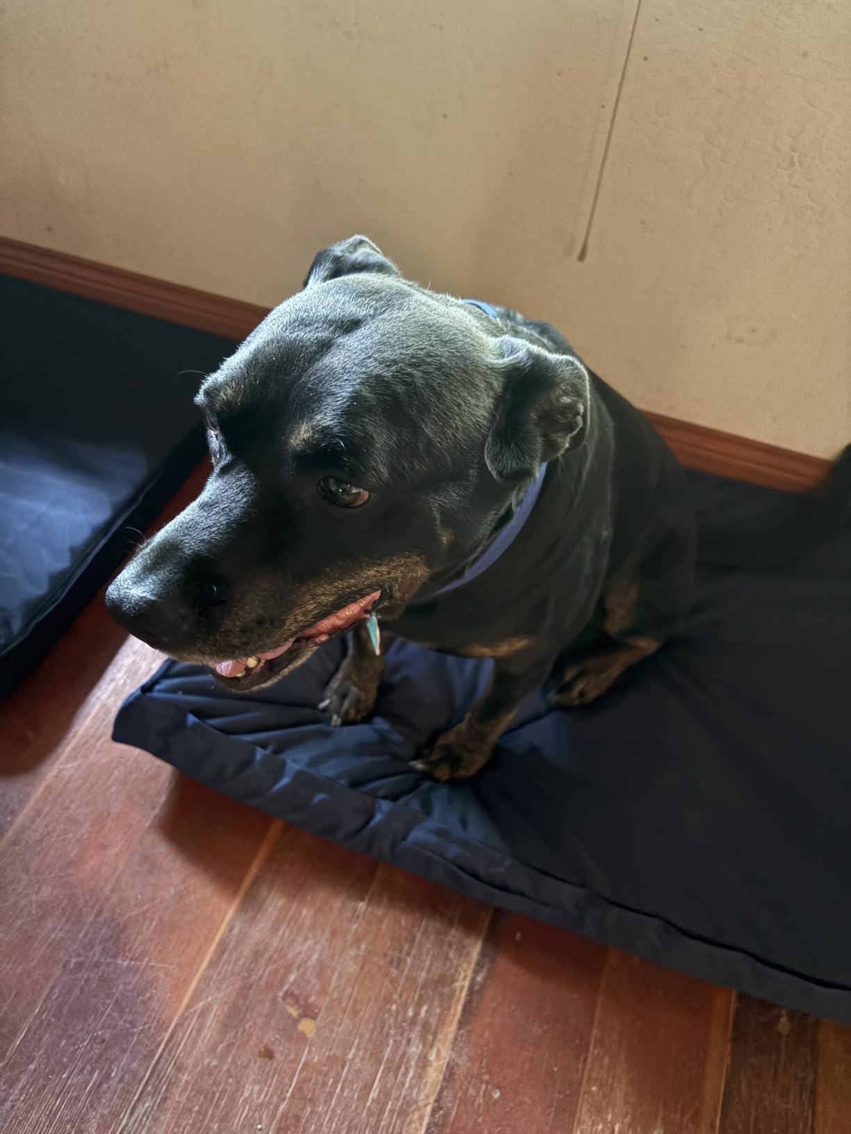 Outdoor Waterproof Orthopedic Dog Bed for Large Dogs | Egg Crate Foam for Joint Support, TPU Waterproof Layer, Machine Washable 1680D Oxford Cover, 36 x 27 Inch, Up to 65 lbs customer photo 2