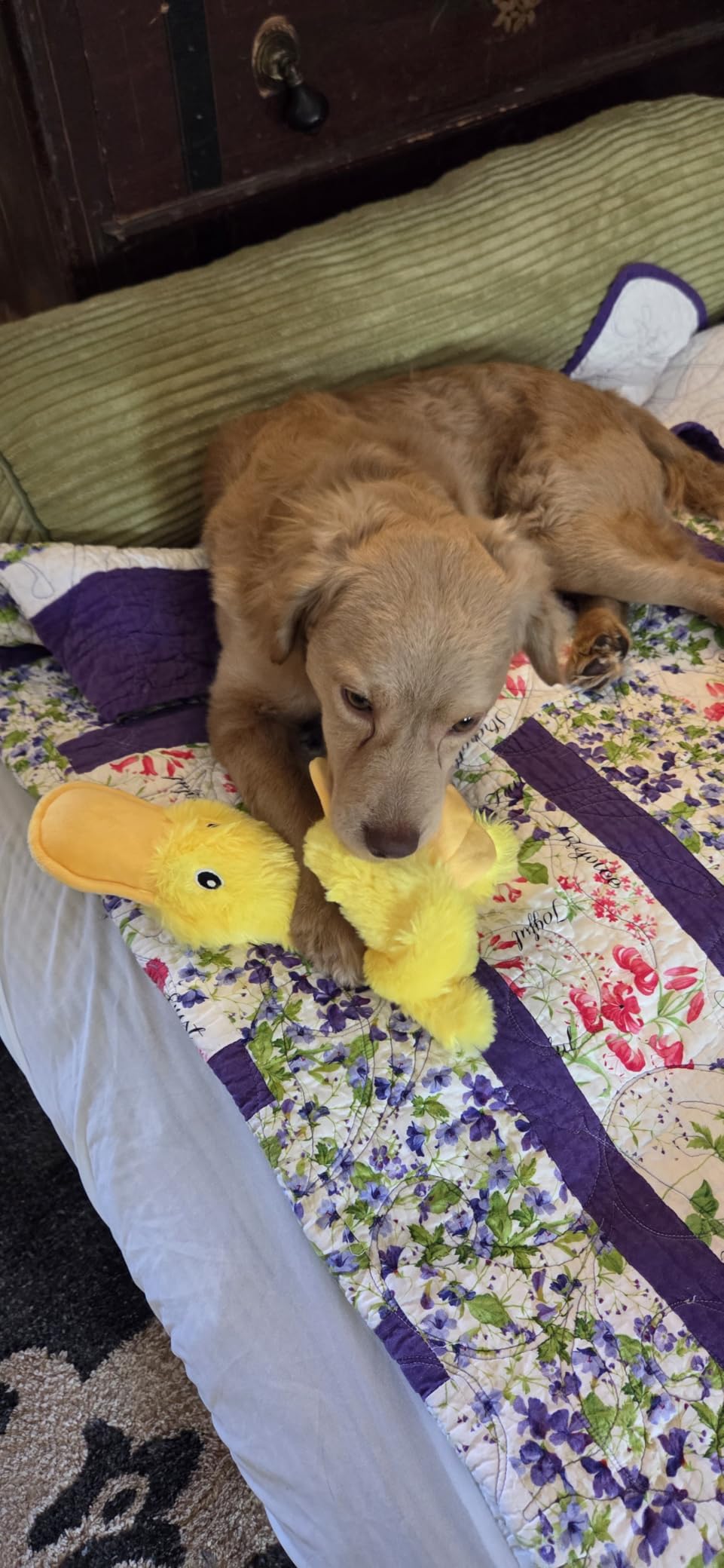 Best Pet Supplies Interactive Squeaky Dog Toy - Crinkle Duck, Blue | Stuffing Free Body, Soft, Squeaks & Crinkles, No Mess, Perfect for Moderate Chewers, Toss and Fetch Play customer photo 1