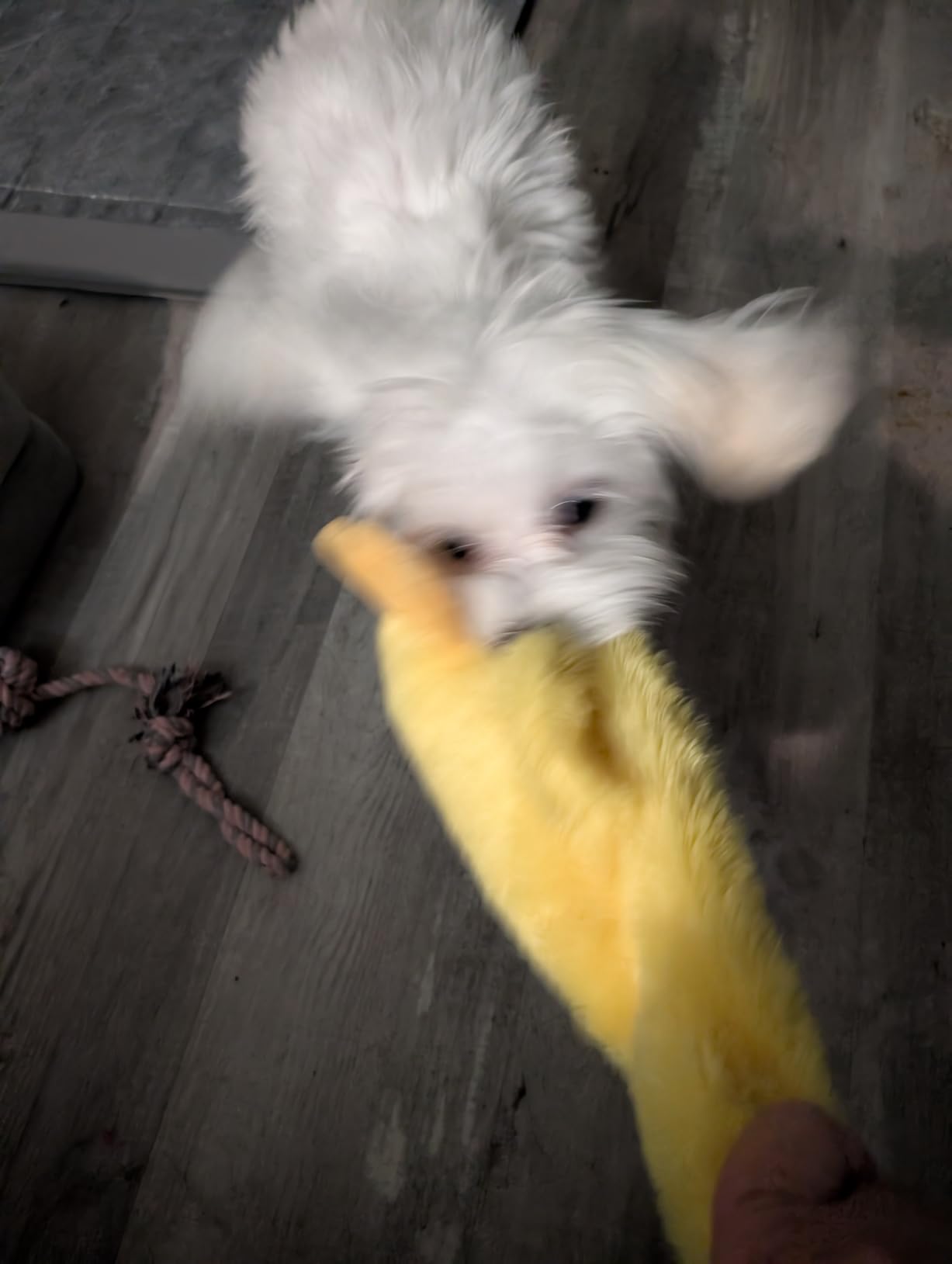 Best Pet Supplies Interactive Squeaky Dog Toy - Crinkle Duck, Yellow customer photo 1