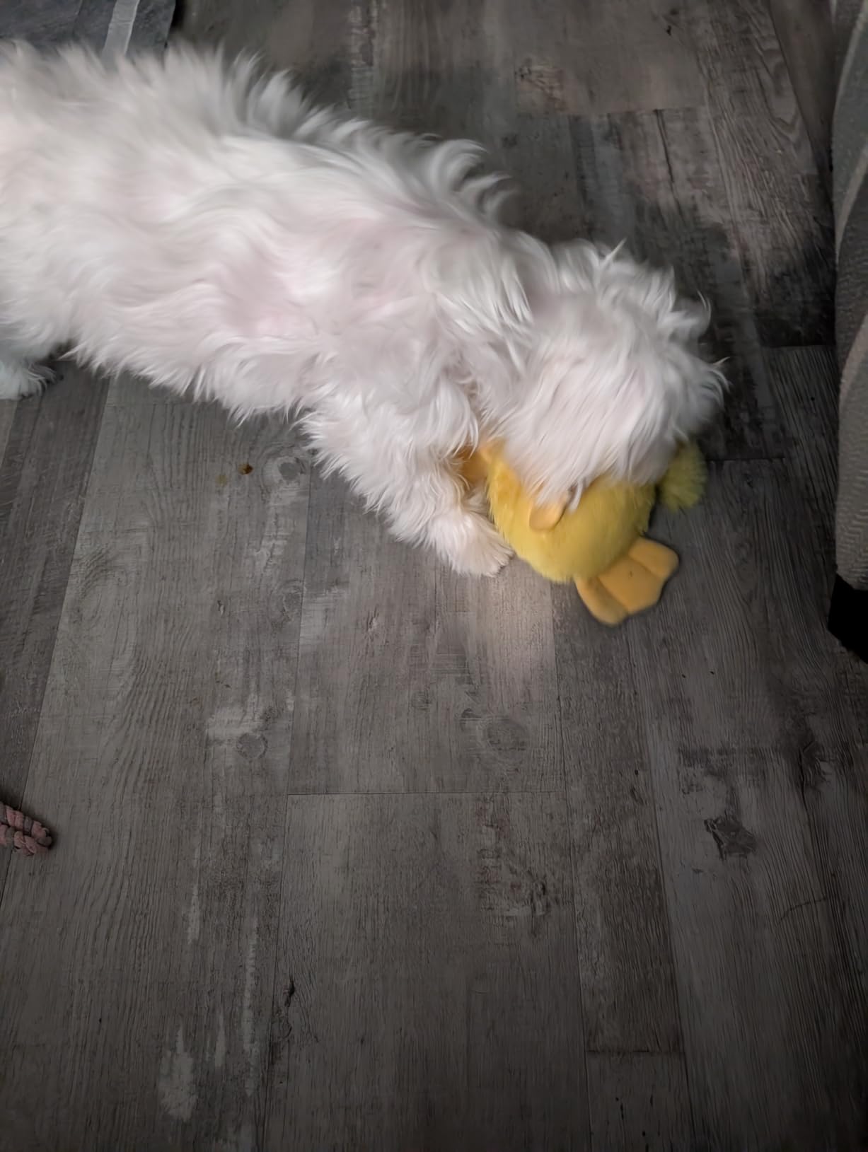 Best Pet Supplies Interactive Squeaky Dog Toy - Crinkle Duck, Yellow customer photo 2