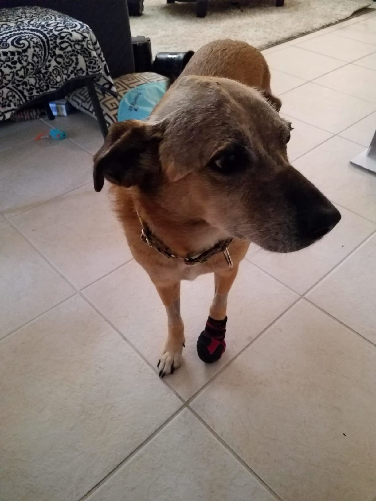 CovertSafe& Dog Boots & Paw Protectors Non-Slip Waterproof customer photo 2