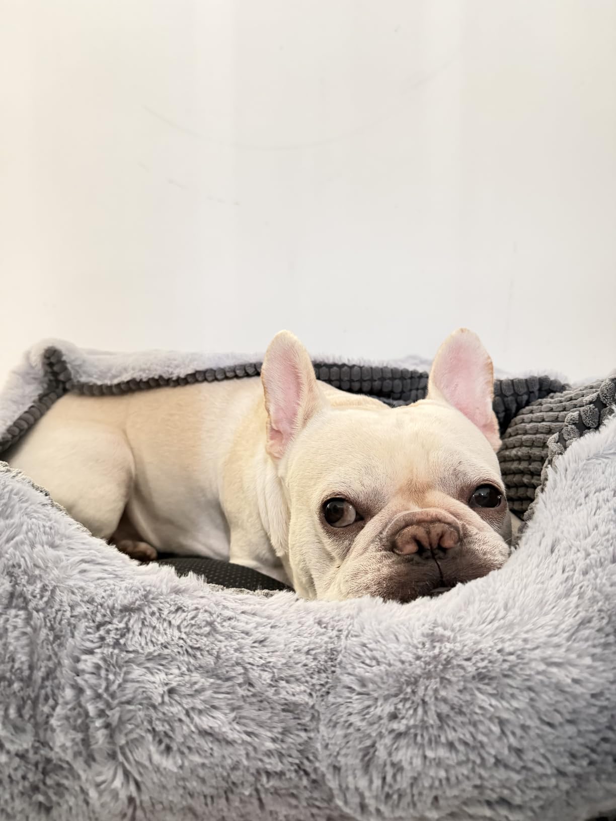 GASUR Dog Beds for Large Medium Small Dogs, Rectangle Cave Hooded Blanket Puppy Bed, Luxury Anti-Anxiety Orthopedic Cat Beds for Indoor Cats, Warmth and Machine Washable (25 inches, Grey) customer photo 1